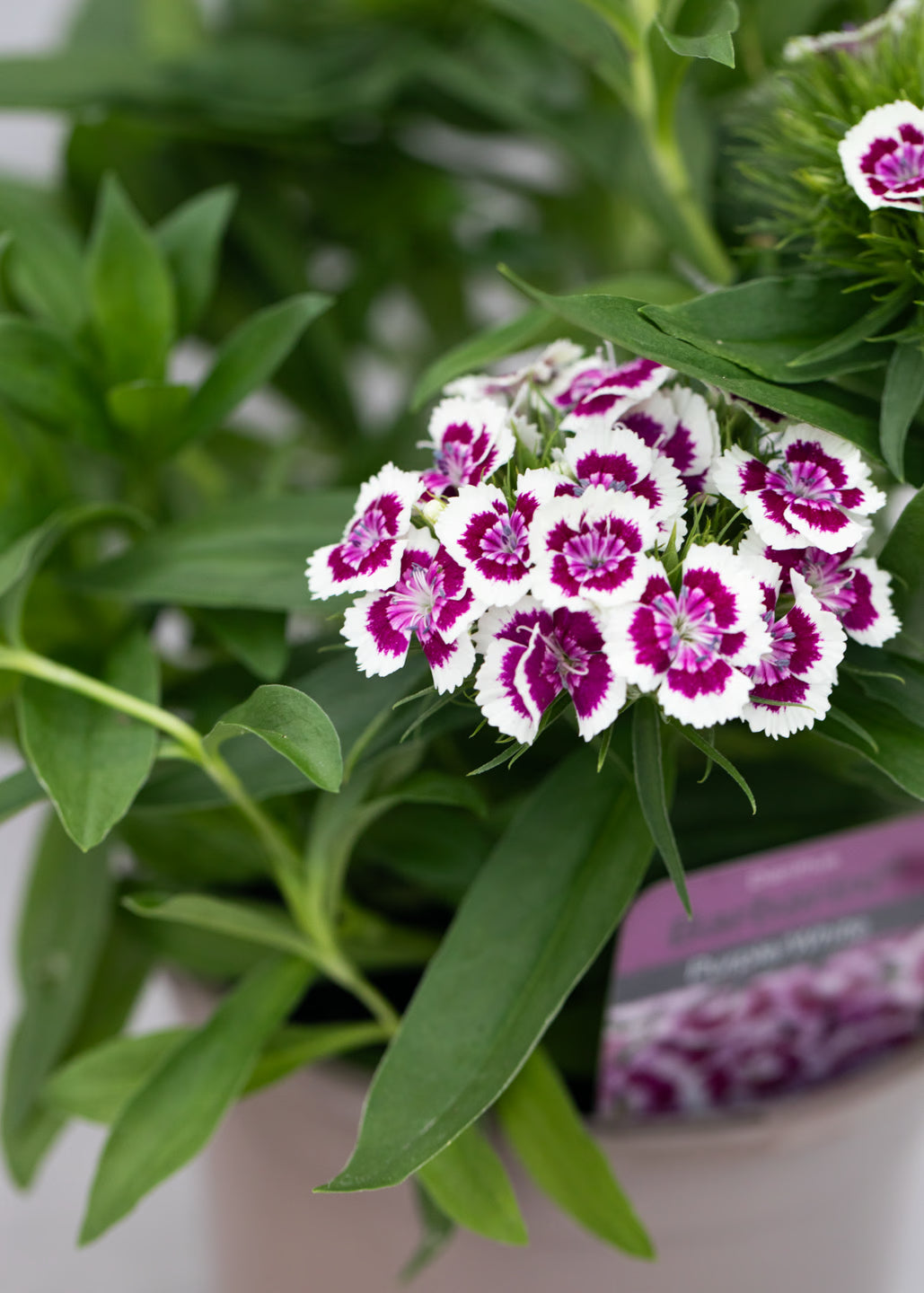 Dianthus barbatus 'Purple Picotee'