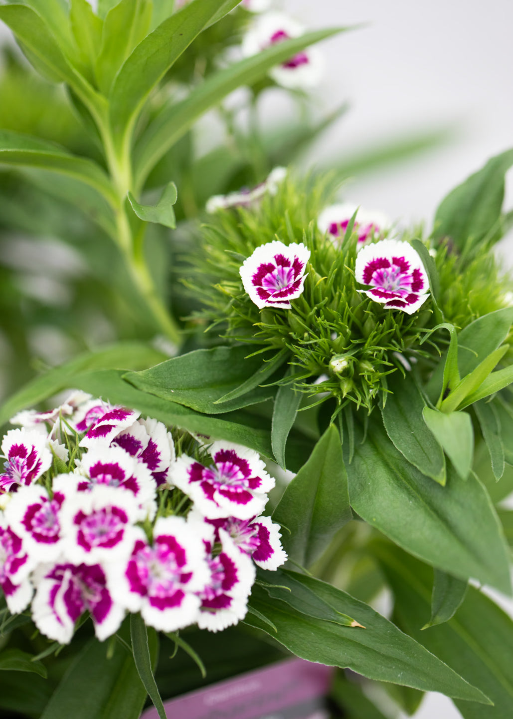 Dianthus barbatus 'Purple Picotee'