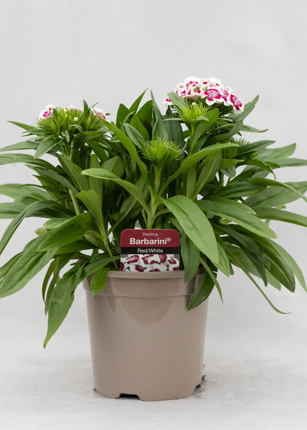 Dianthus barbatus 'Red Picotee'