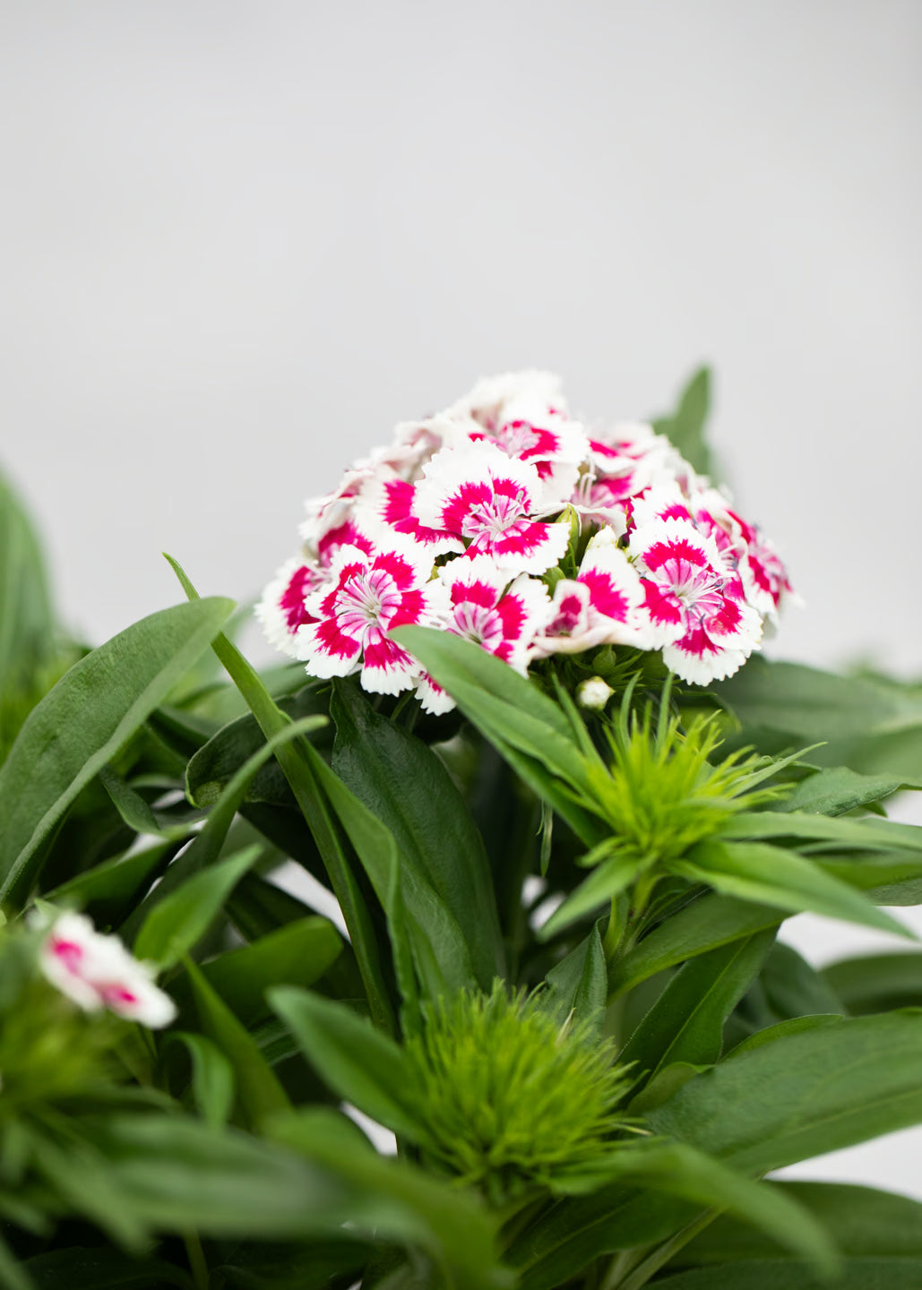 Dianthus barbatus 'Red Picotee'