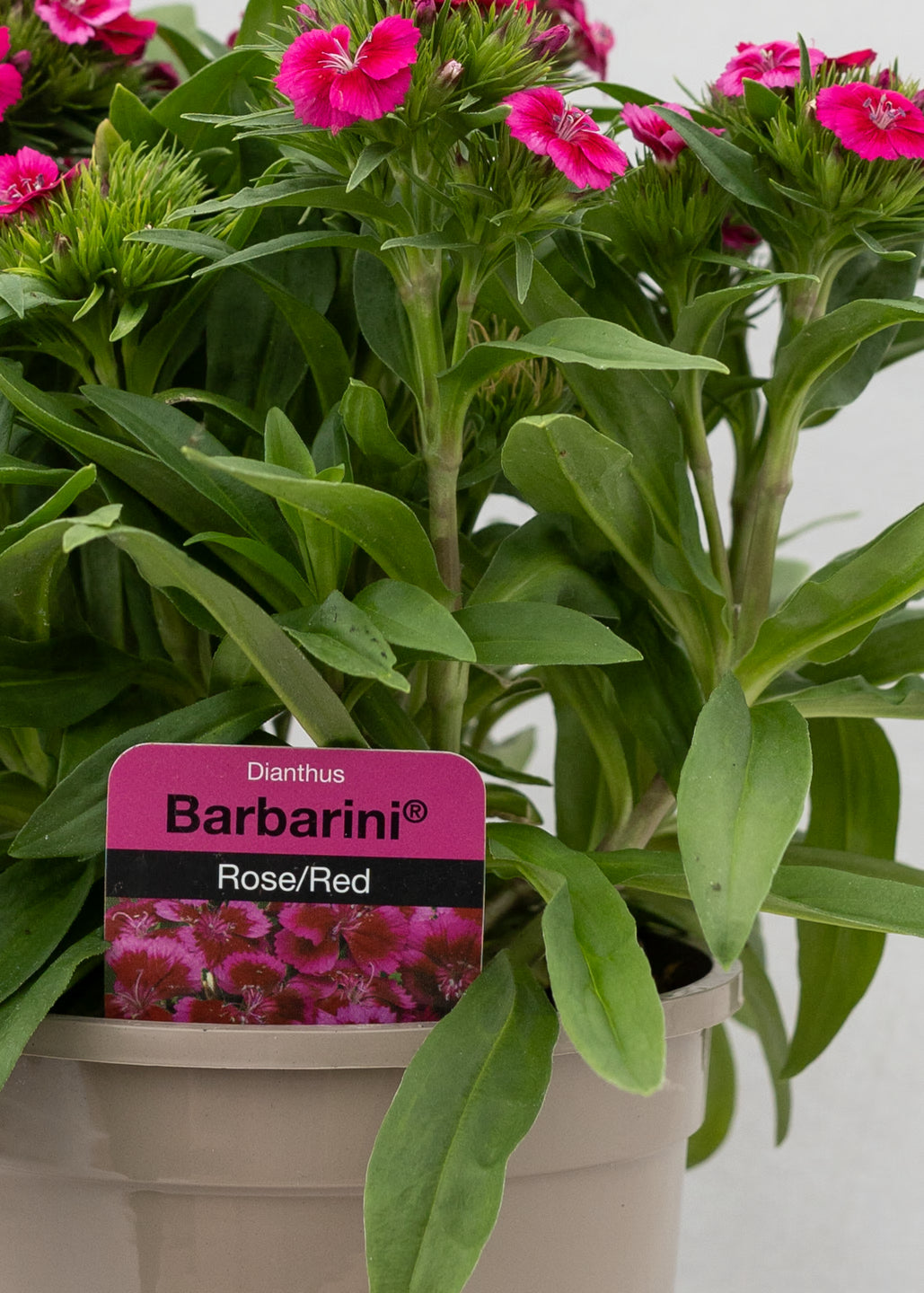 Dianthus barbatus 'Redrose Bicolor'