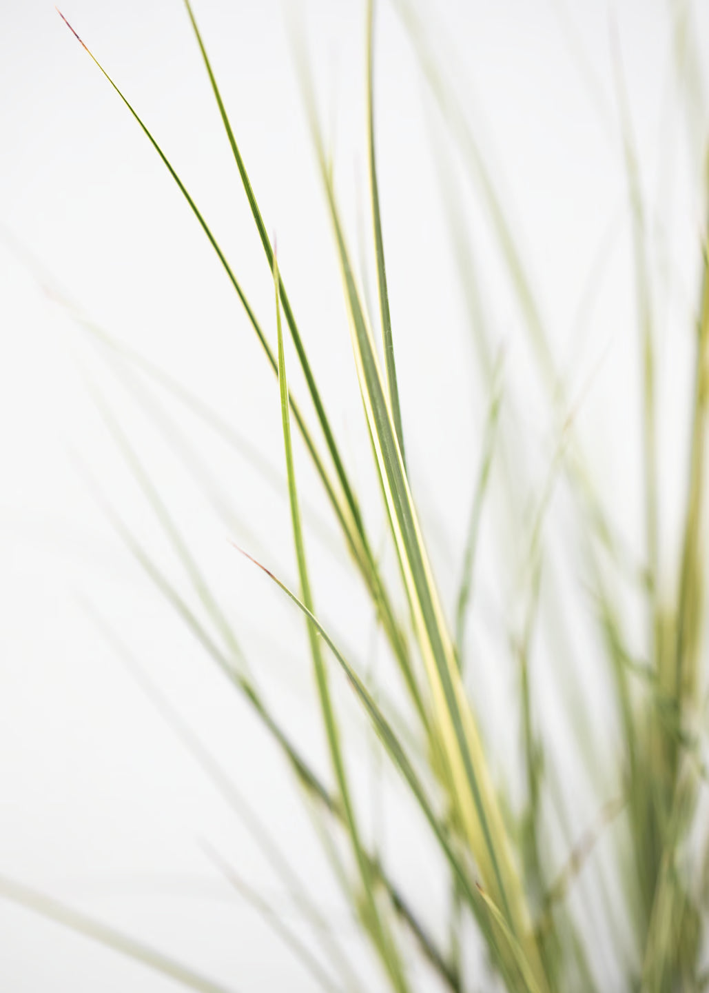 Carex brunnea 'Variegata'