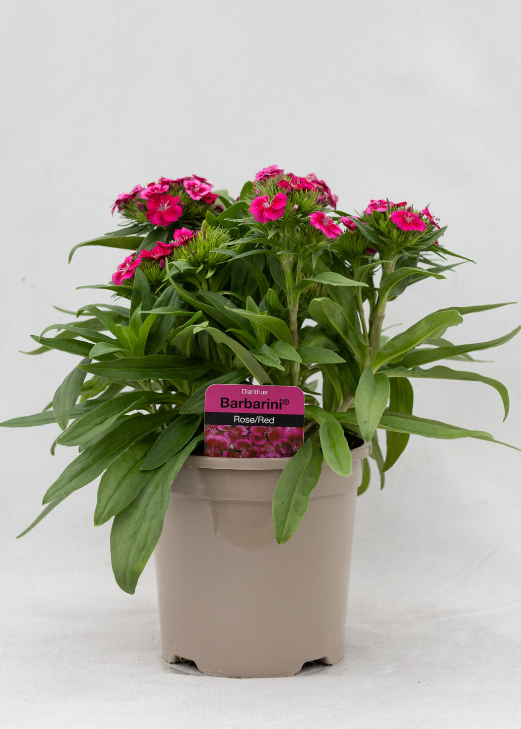 Dianthus barbatus 'Redrose Bicolor'