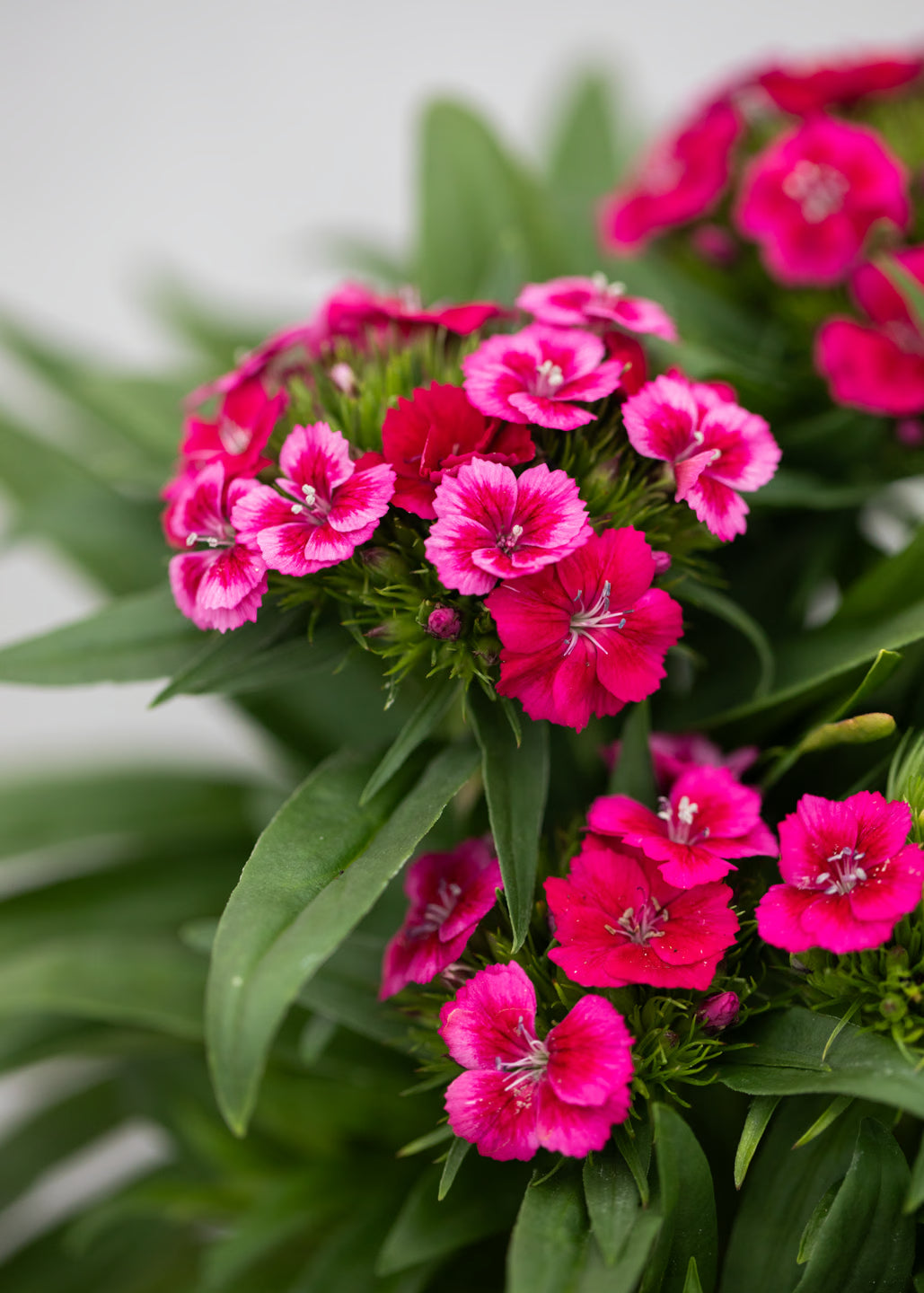 Dianthus barbatus 'Redrose Bicolor'