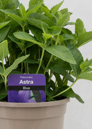 Platycodon 'Astra Blue'