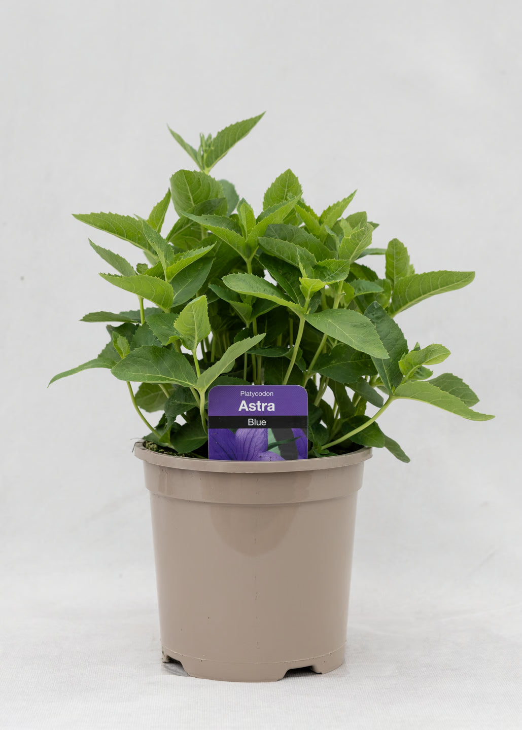 Platycodon 'Astra Blue'