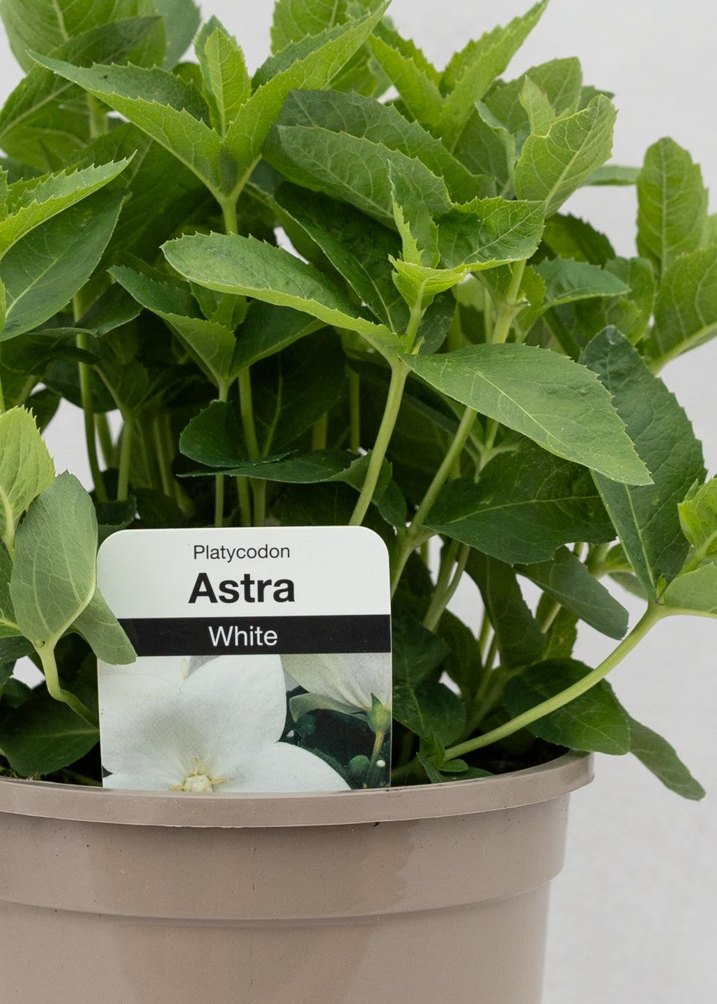 Platycodon 'Astra White'
