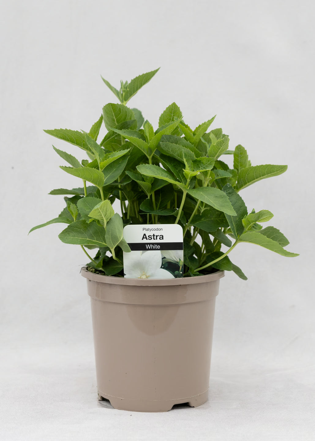 Platycodon 'Astra White'