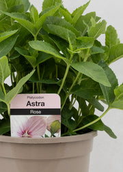 Platycodon 'Astra Rose'