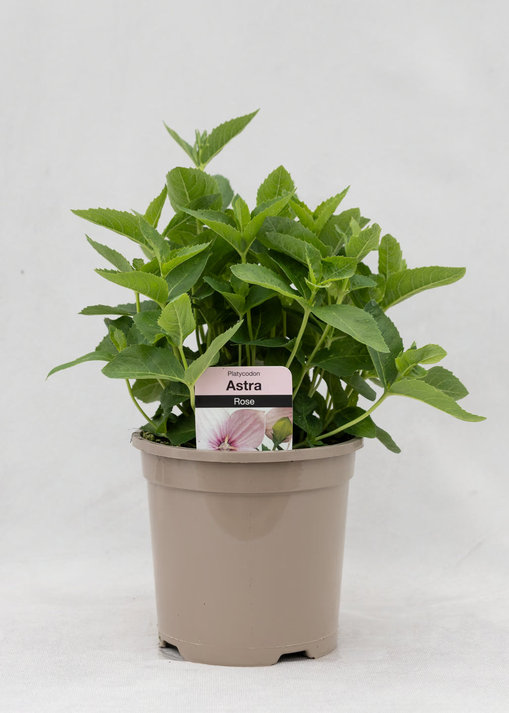 Platycodon 'Astra Rose'