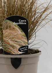 Carex flagellifera