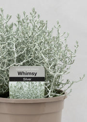 Calocephalus brownii 'Whimsey Silver'
