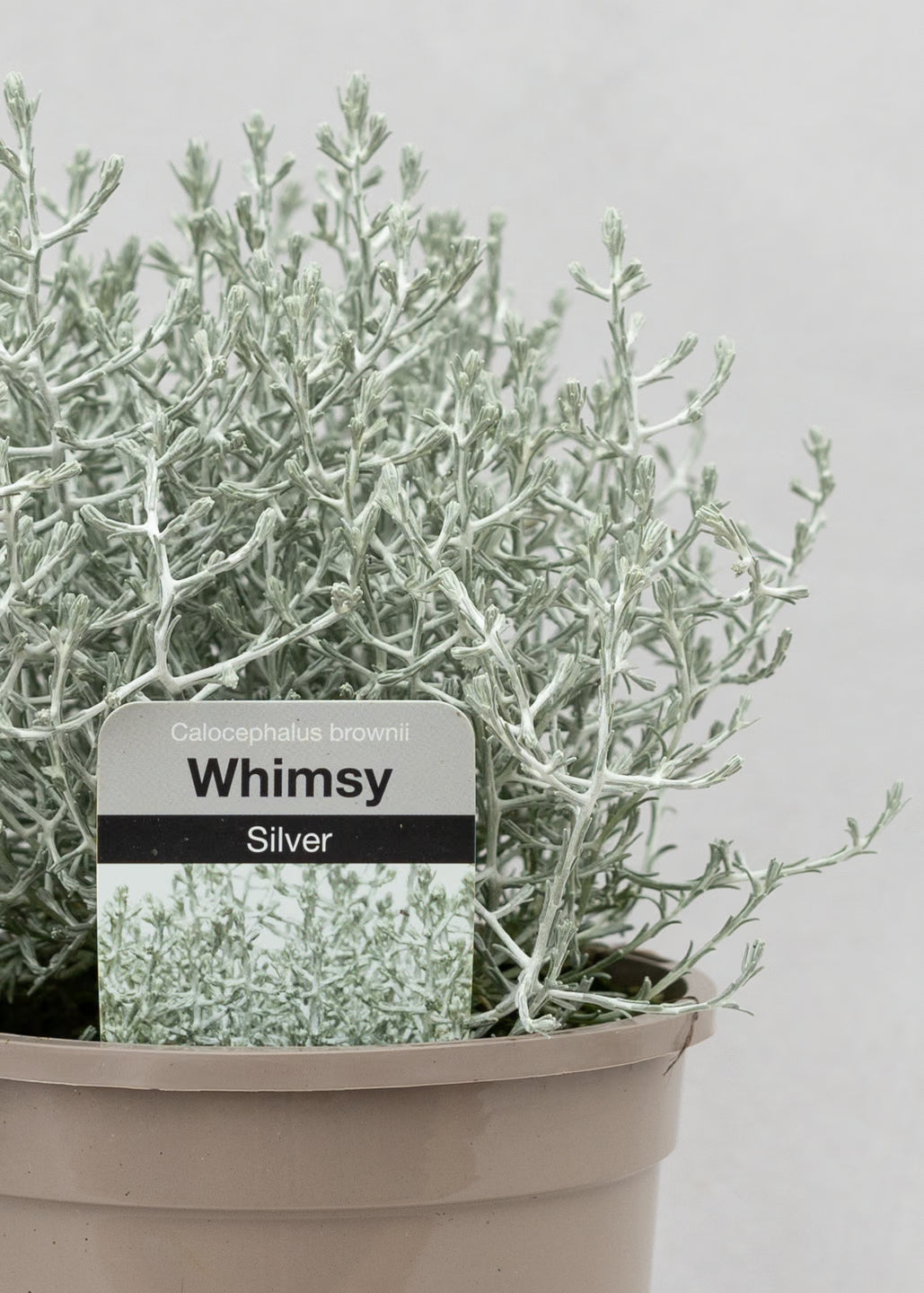 Calocephalus brownii 'Whimsey Silver'