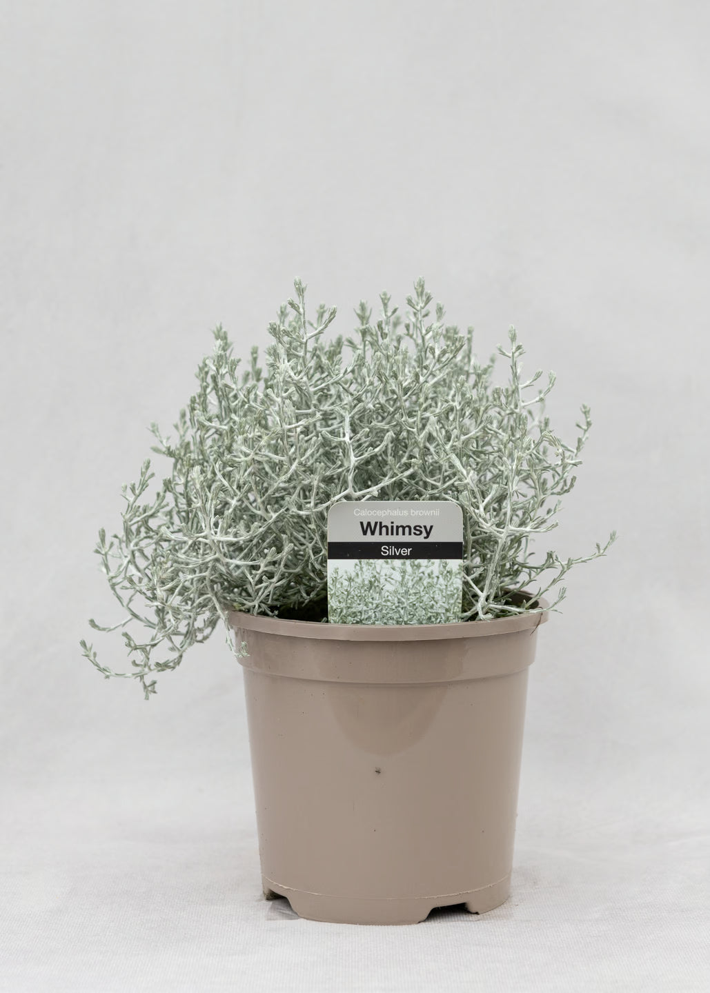 Calocephalus brownii 'Whimsey Silver'