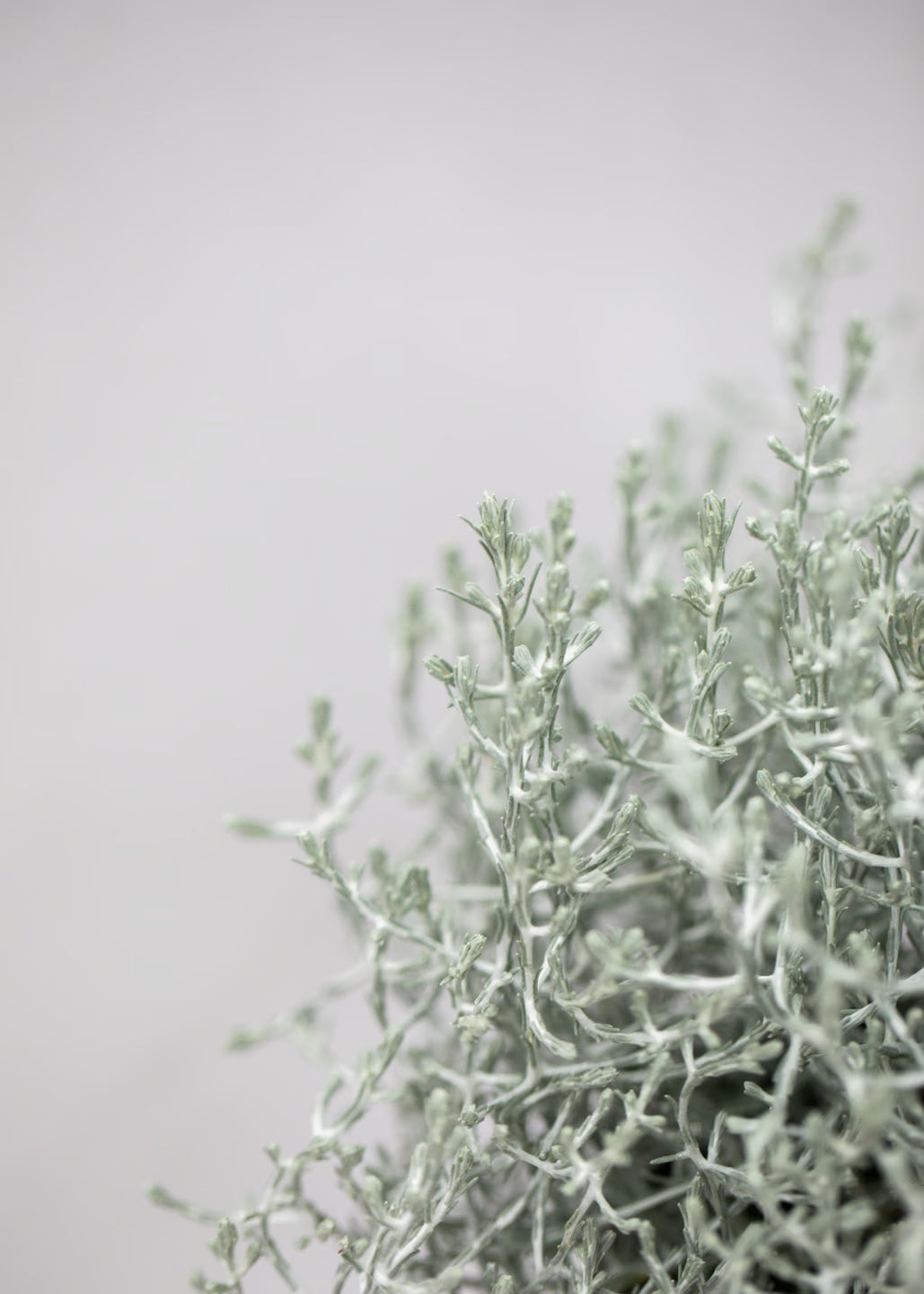 Calocephalus brownii 'Whimsey Silver'