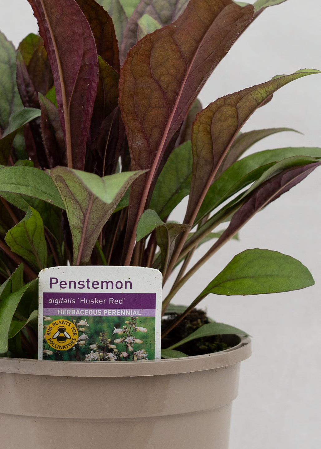 Penstemon 'Husker Red'