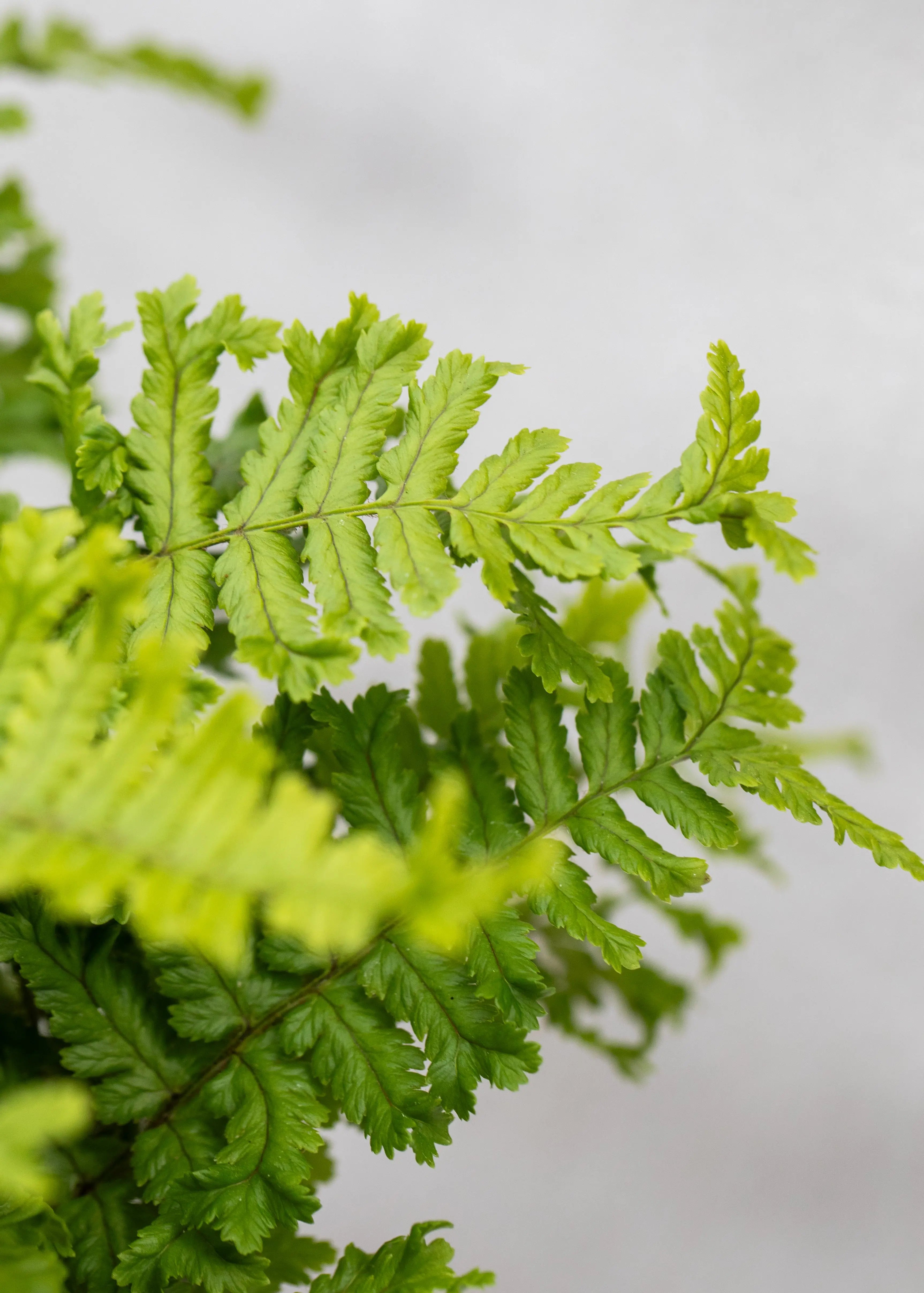 Dryopteris affinis 'Cristata the King'