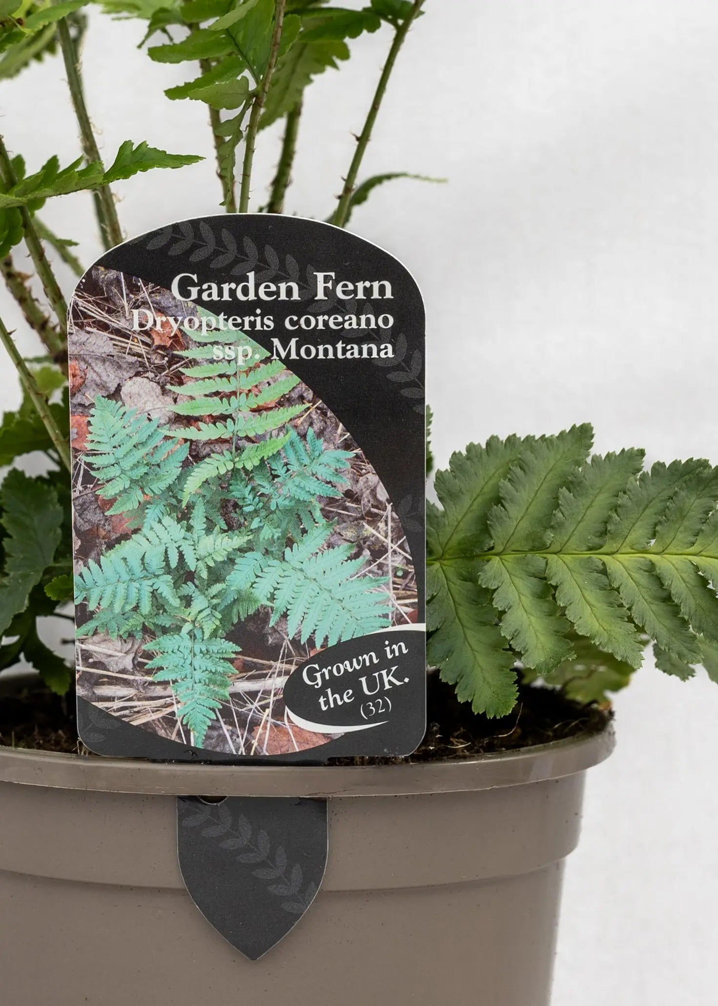 Dryopteris coreano subsp. montana
