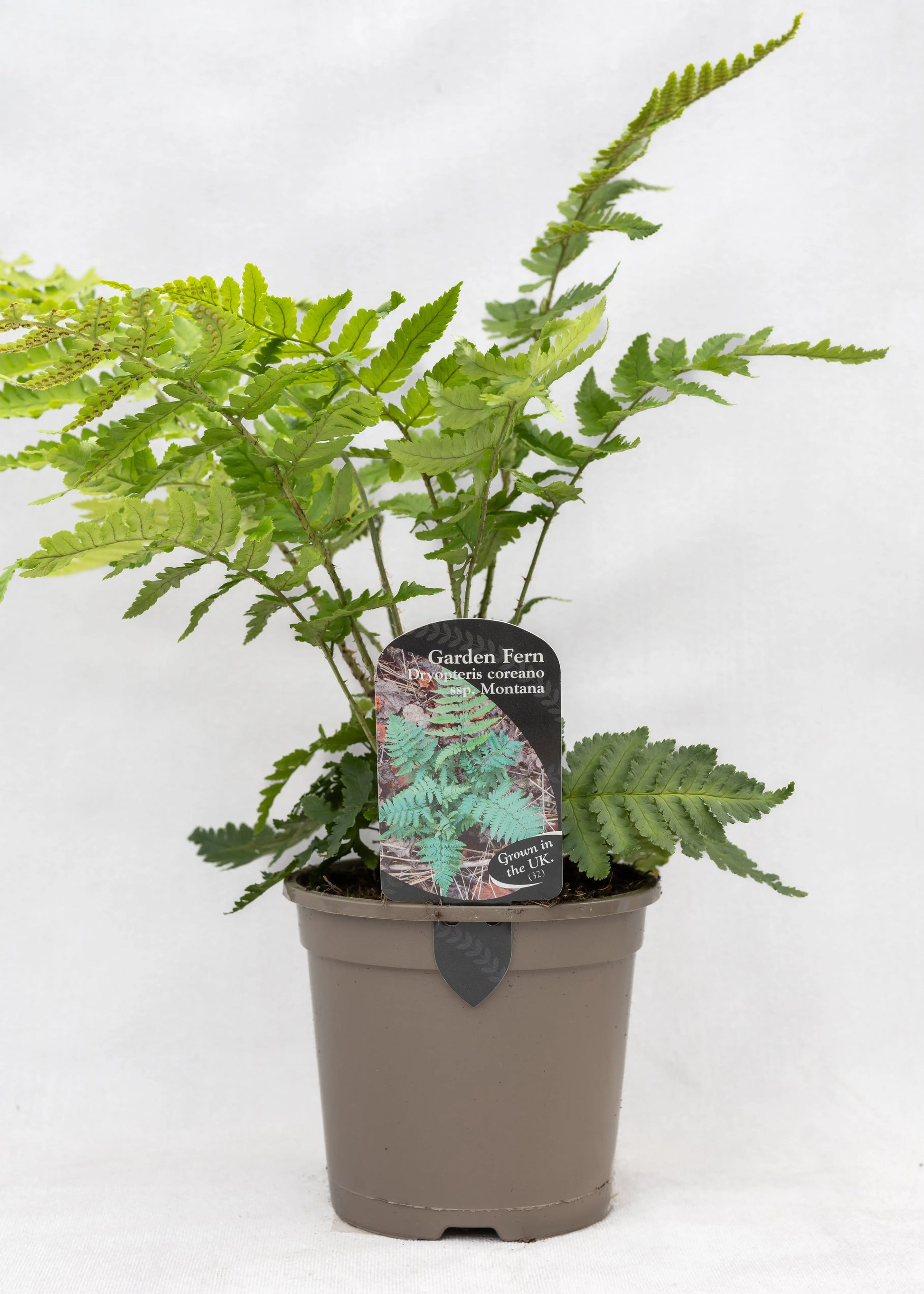 Dryopteris coreano subsp. montana
