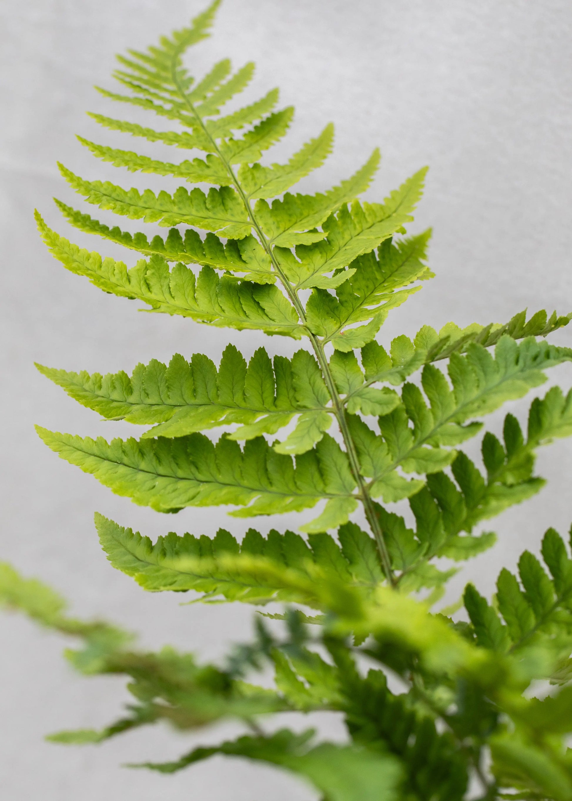 Dryopteris coreano subsp. montana