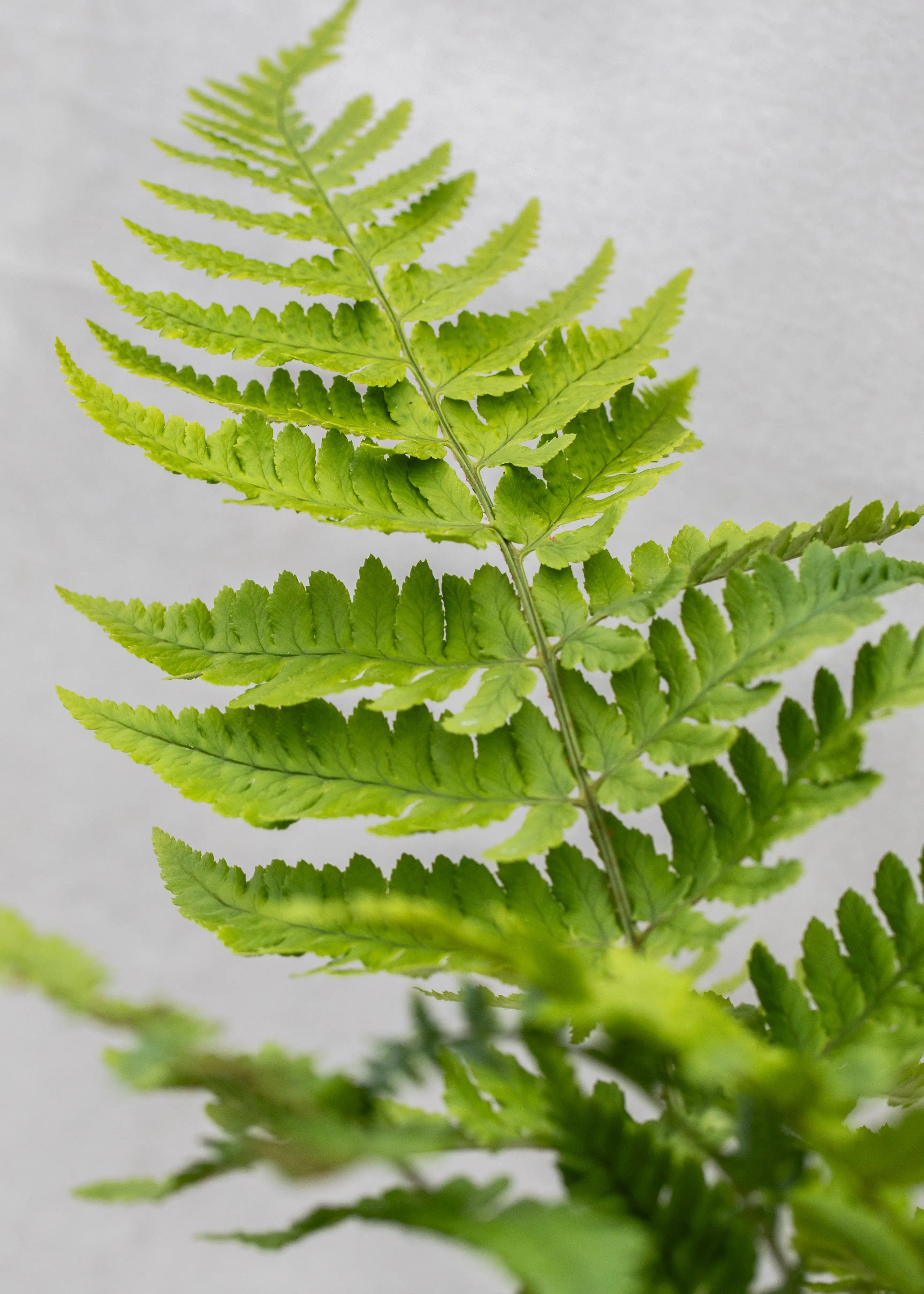 Dryopteris coreano subsp. montana