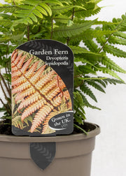 Dryopteris lepidopoda