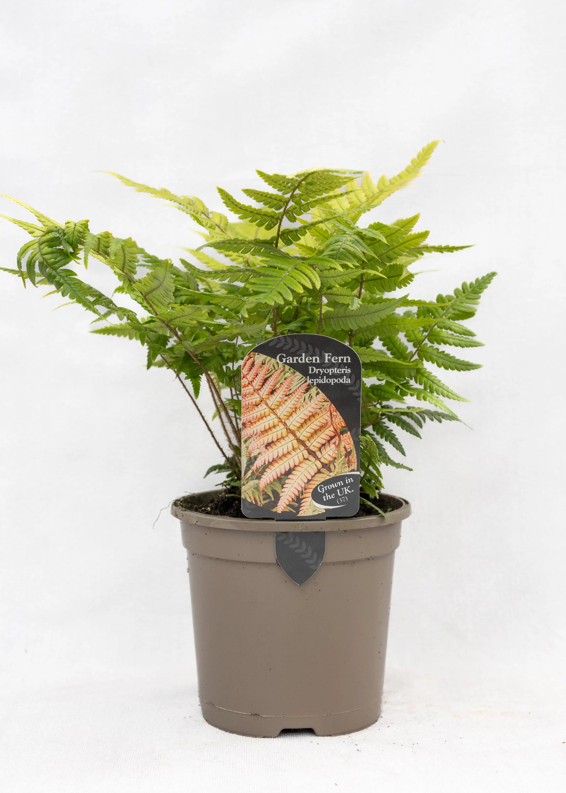Dryopteris lepidopoda