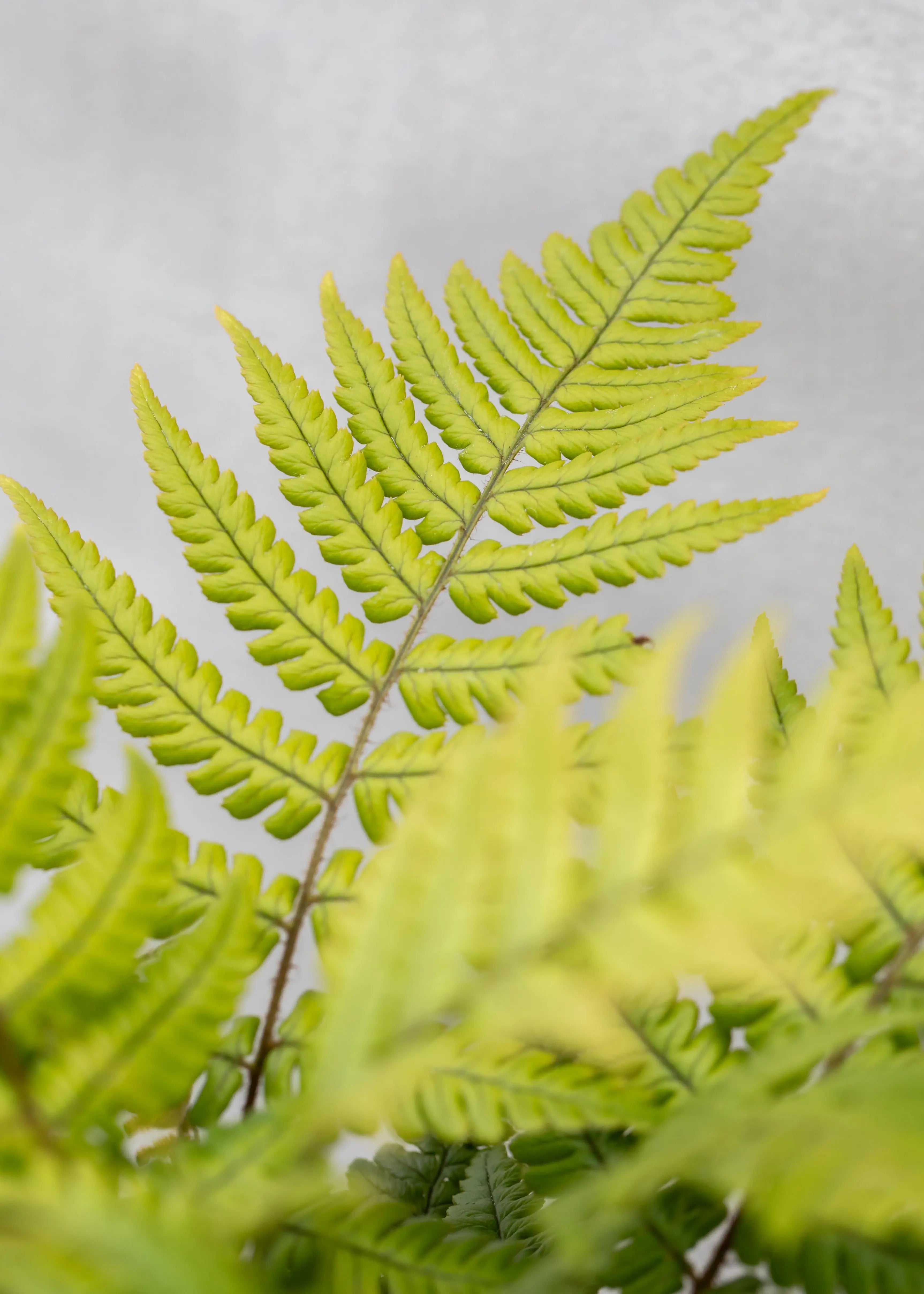 Dryopteris lepidopoda