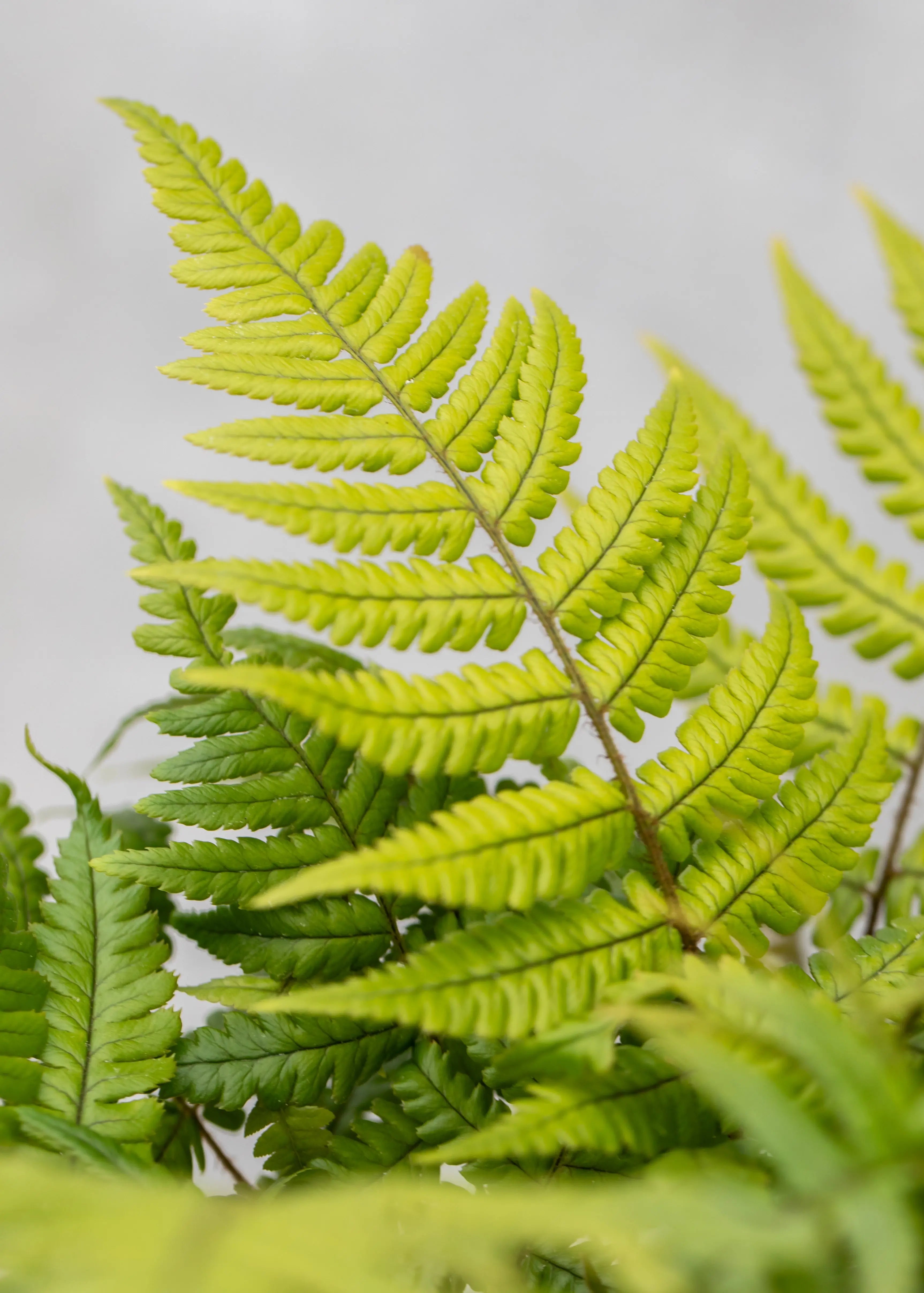 Dryopteris lepidopoda