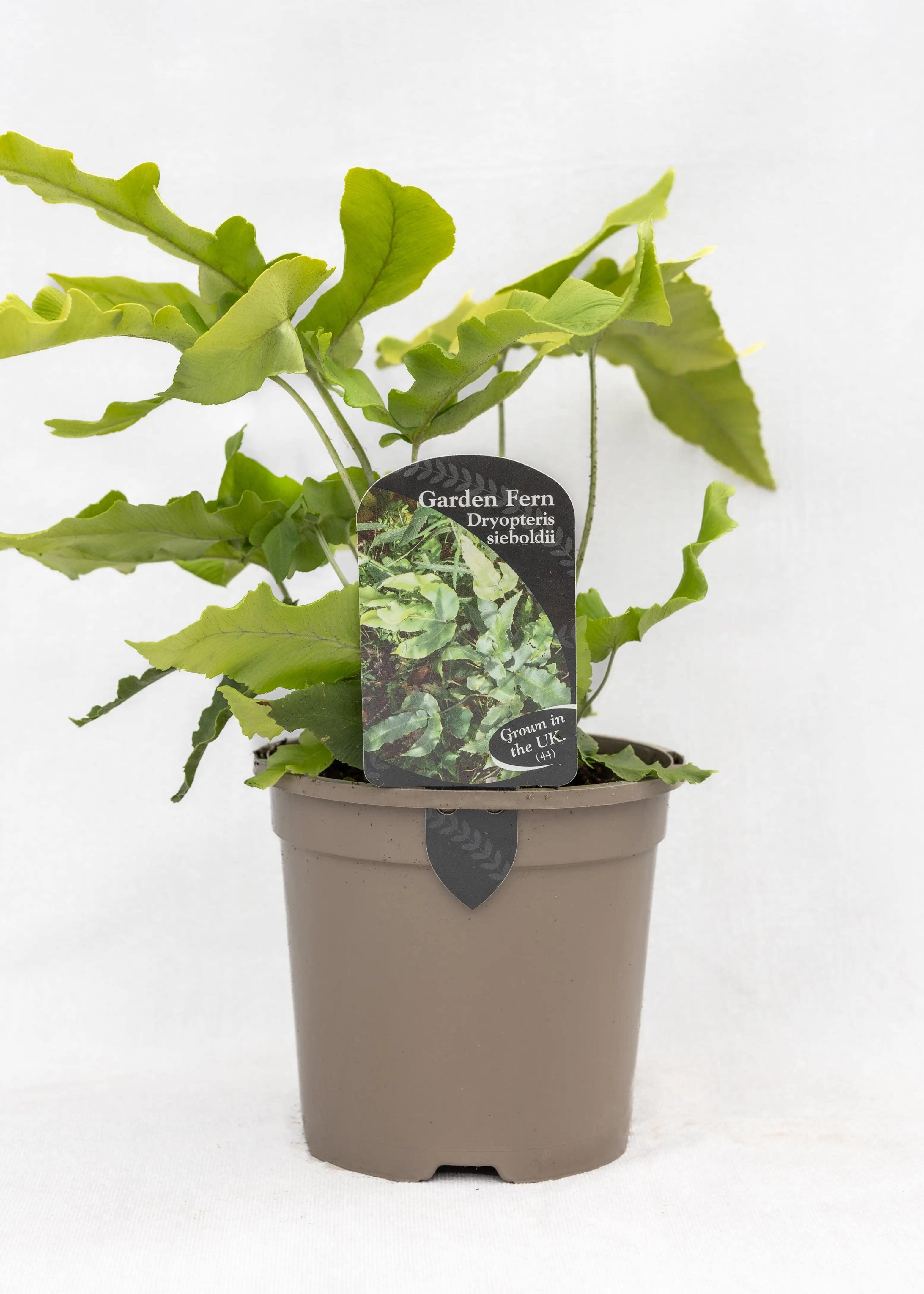 Dryopteris sieboldii