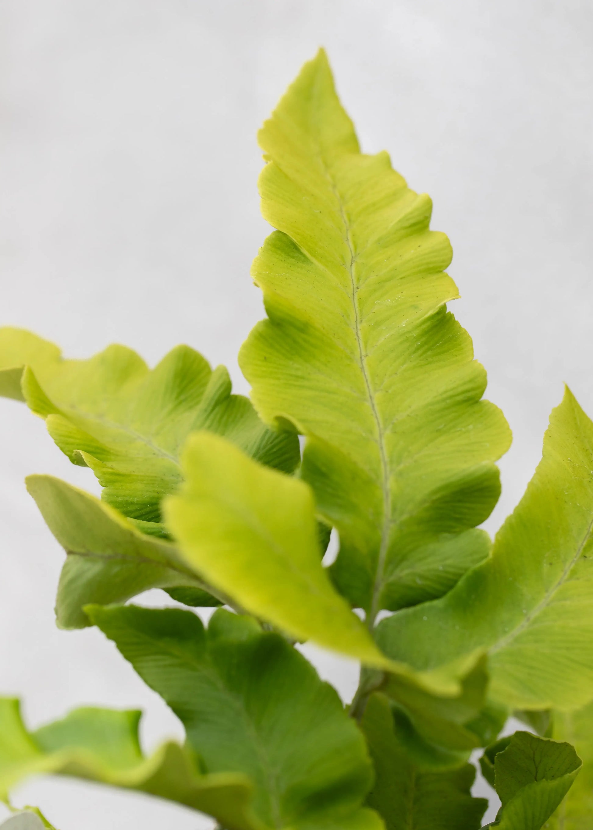 Dryopteris sieboldii