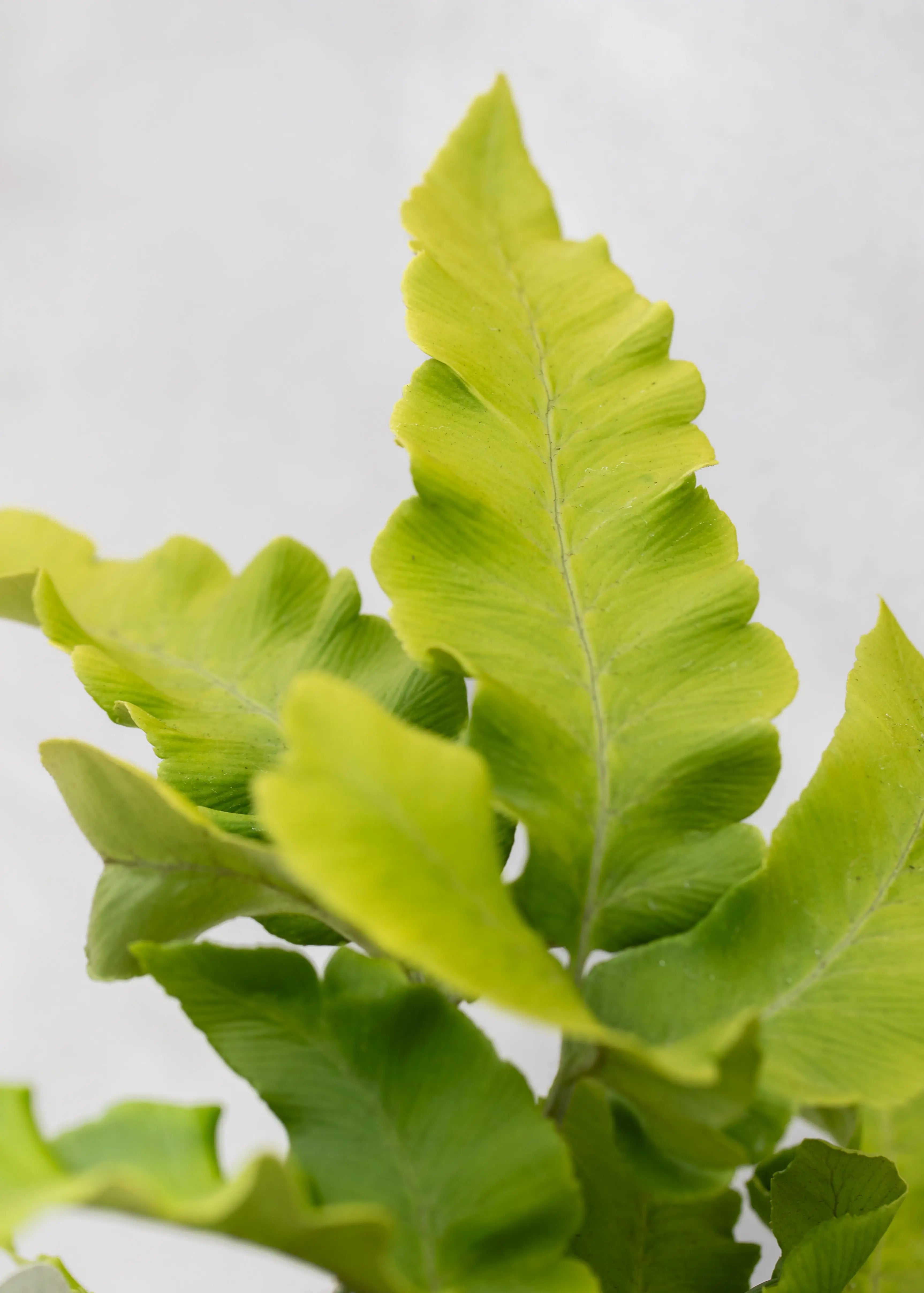 Dryopteris sieboldii
