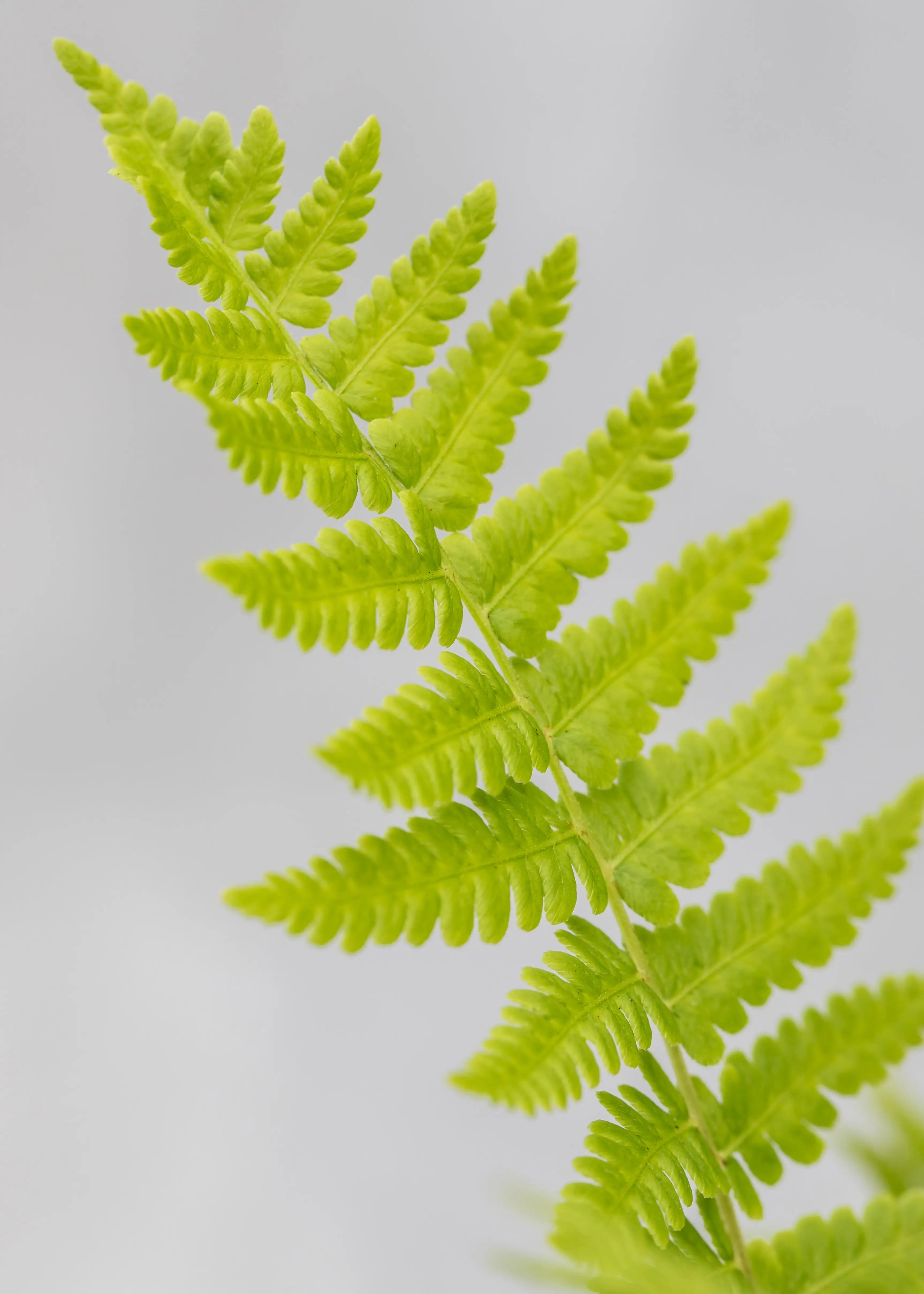 Matteuccia struthiopteris