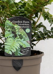 Polystichum polyblepharum