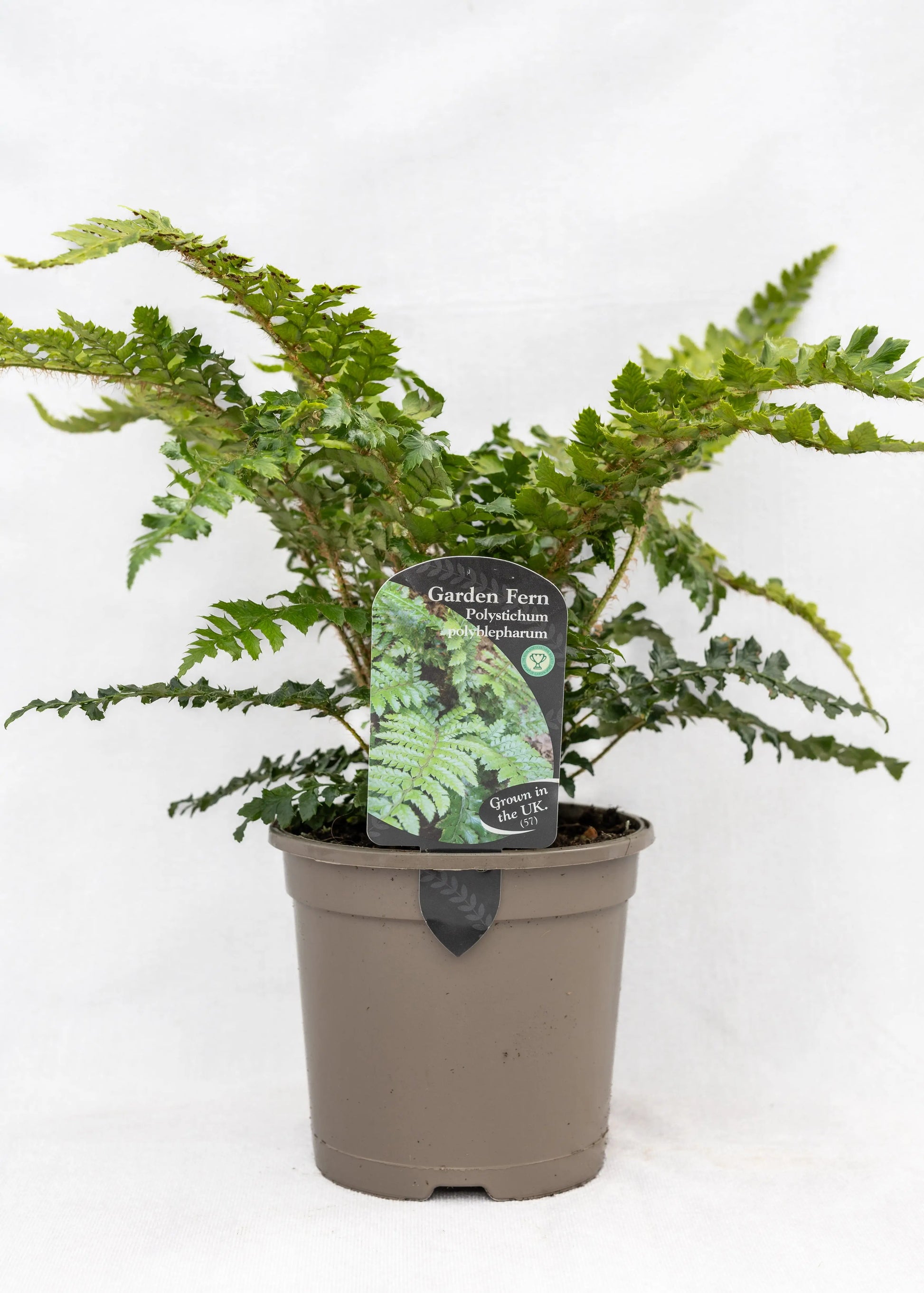 Polystichum polyblepharum