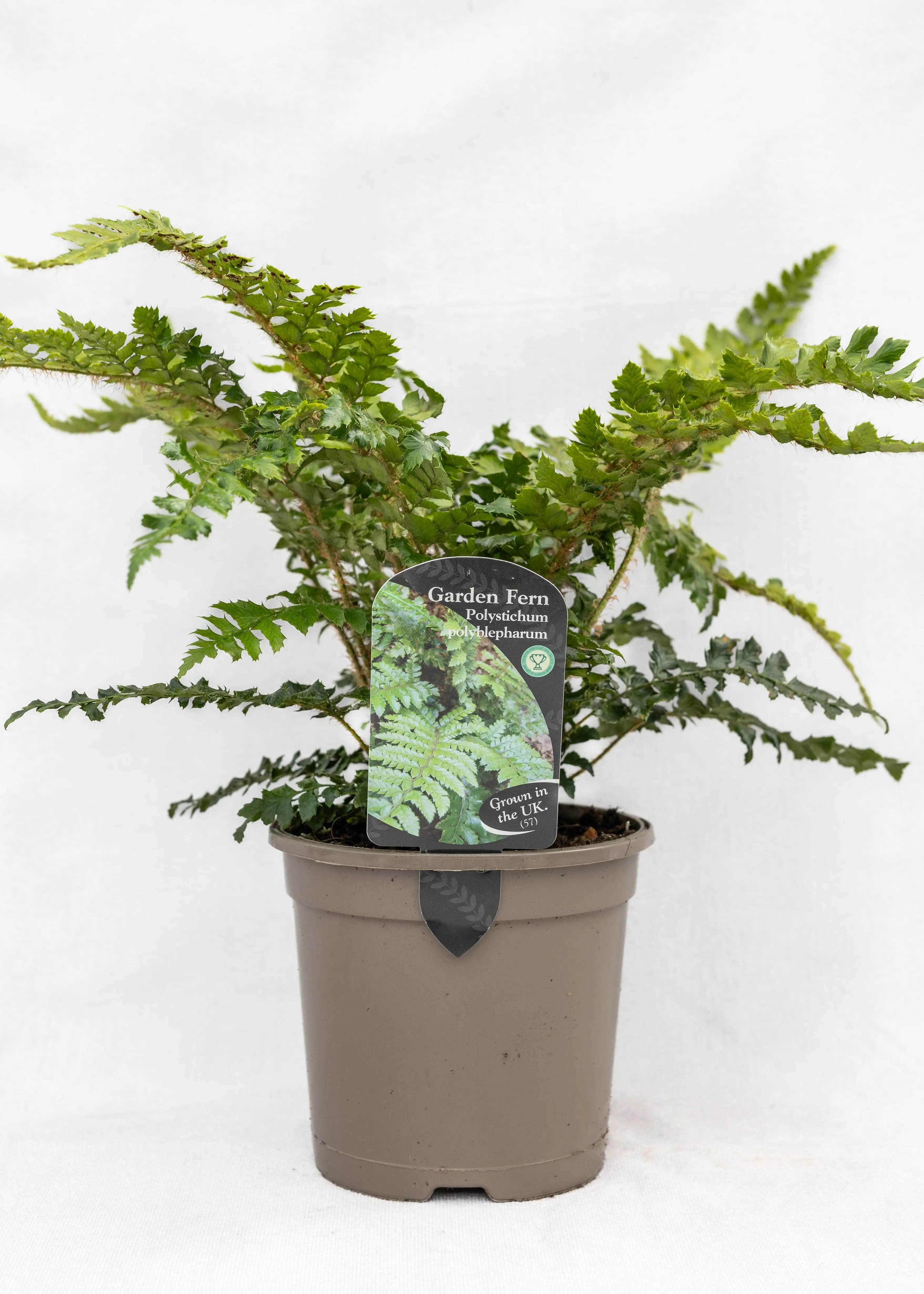 Polystichum polyblepharum