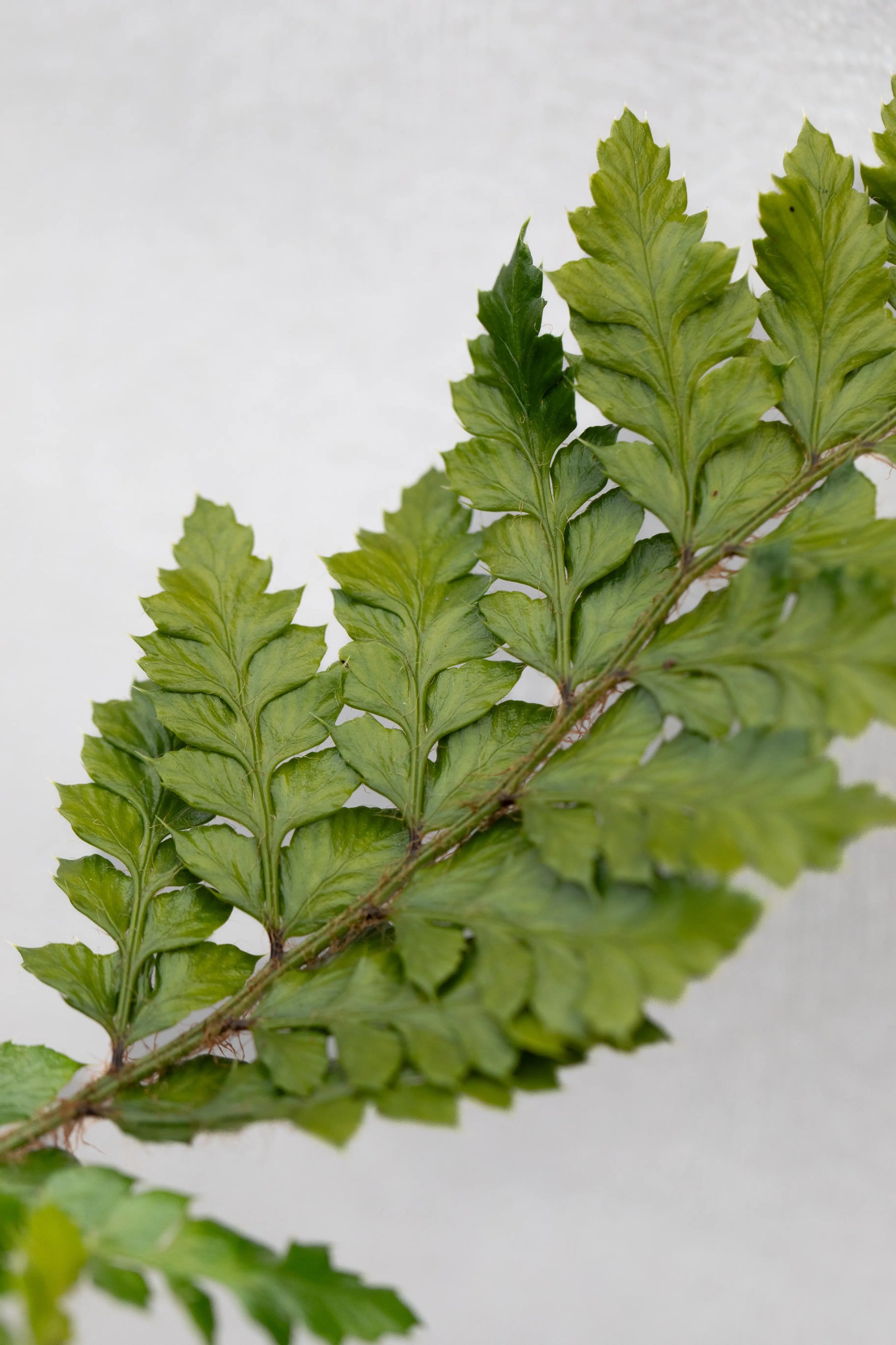 Polystichum polyblepharum