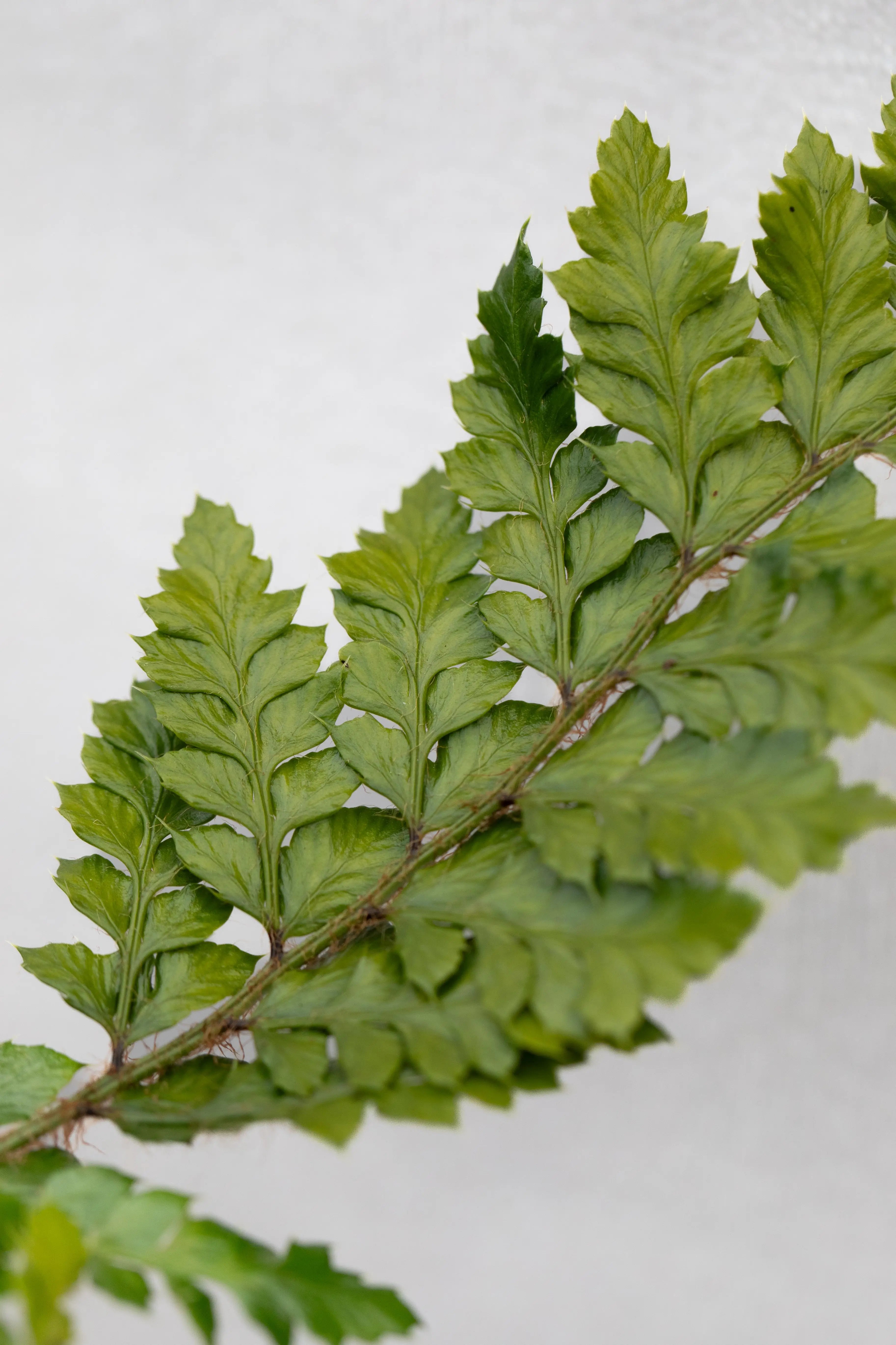 Polystichum polyblepharum