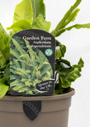 Asplenium scolopendrium