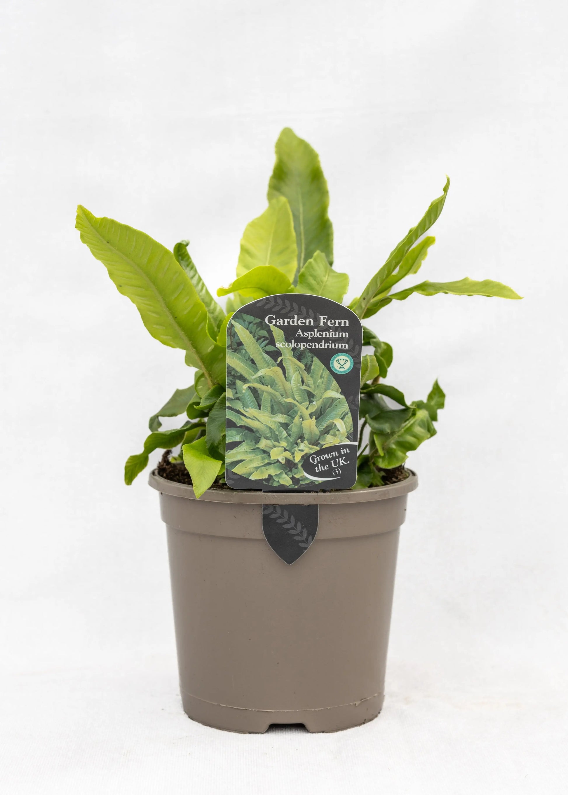 Asplenium scolopendrium