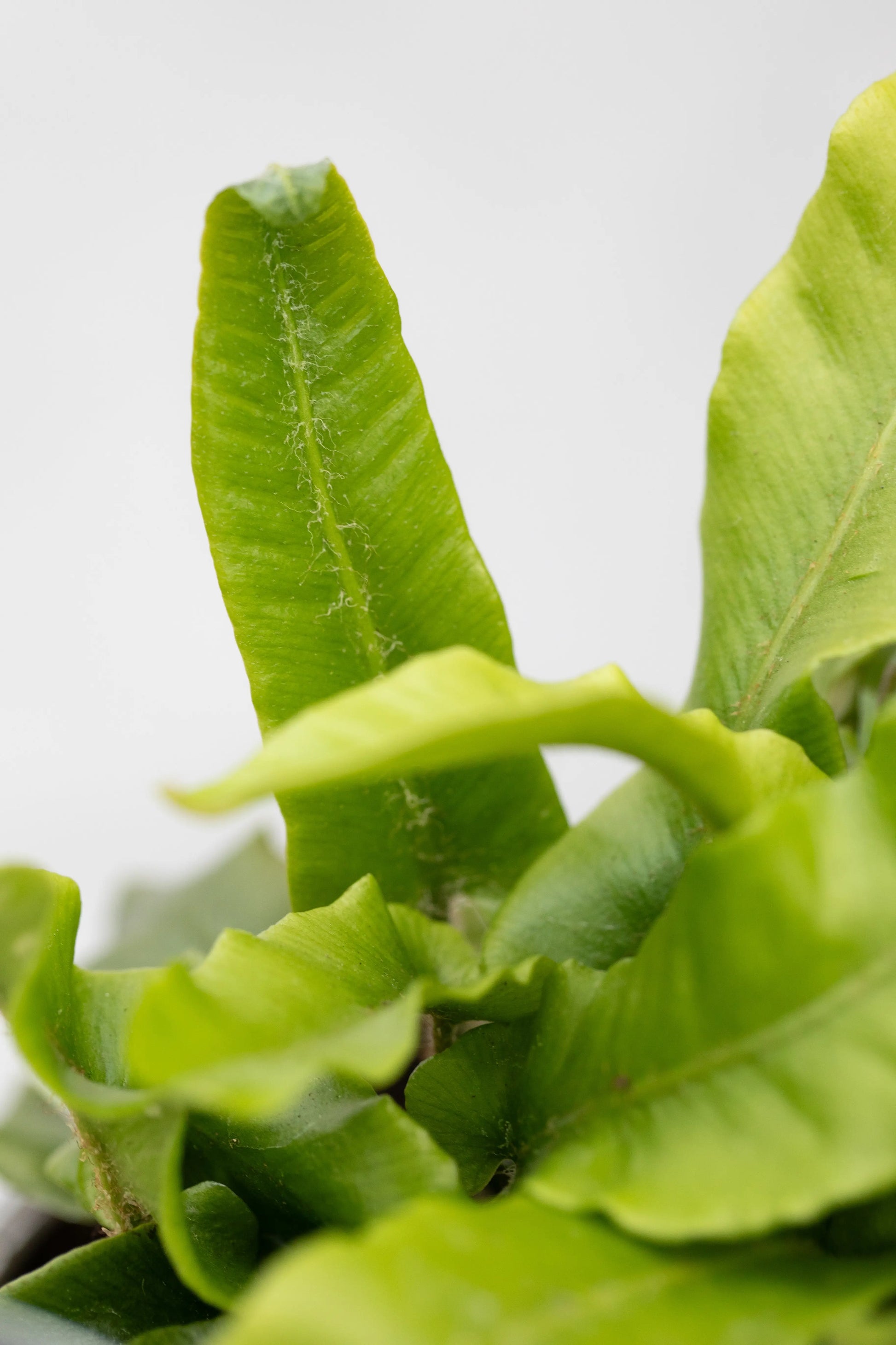 Asplenium scolopendrium