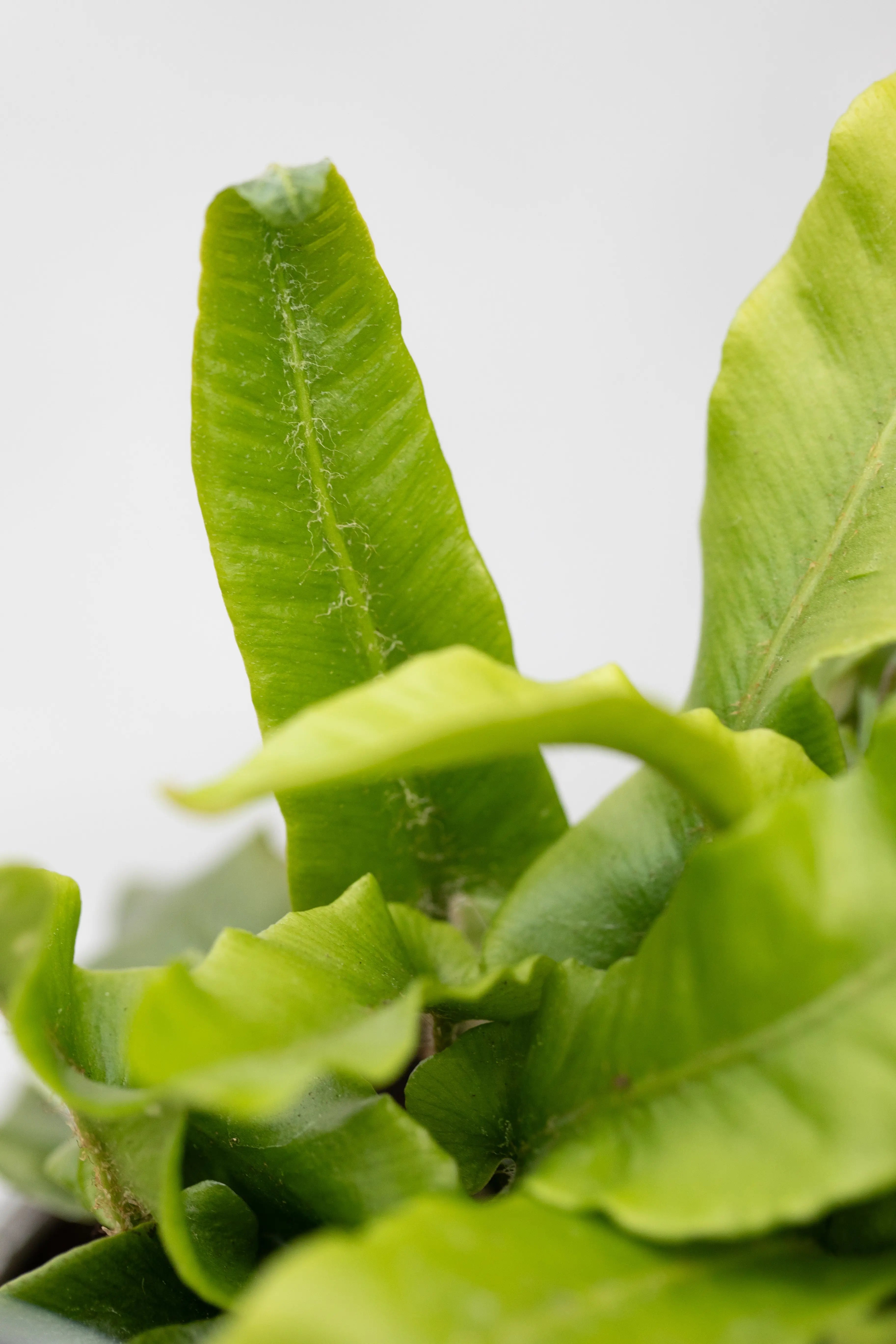 Asplenium scolopendrium