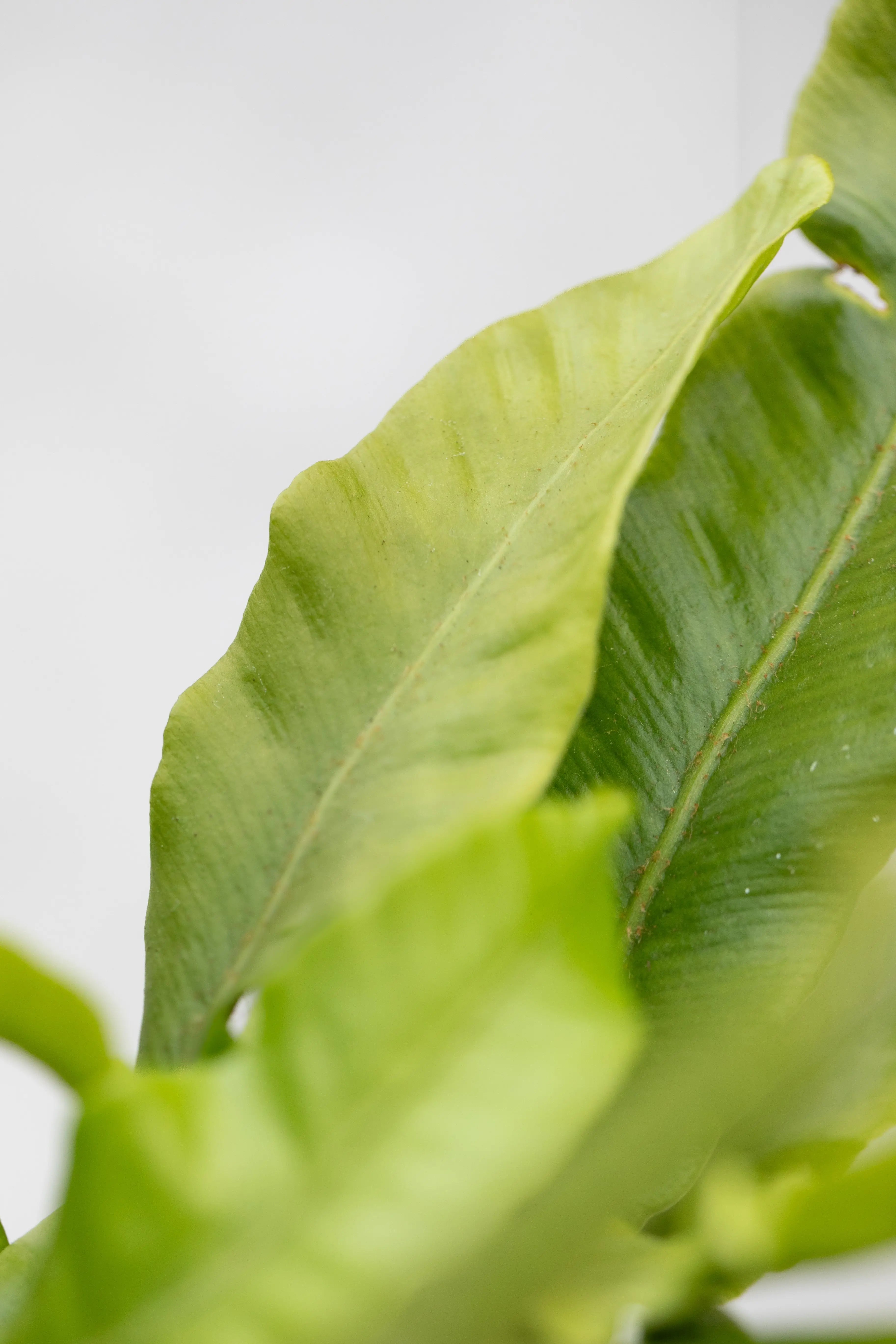 Asplenium scolopendrium