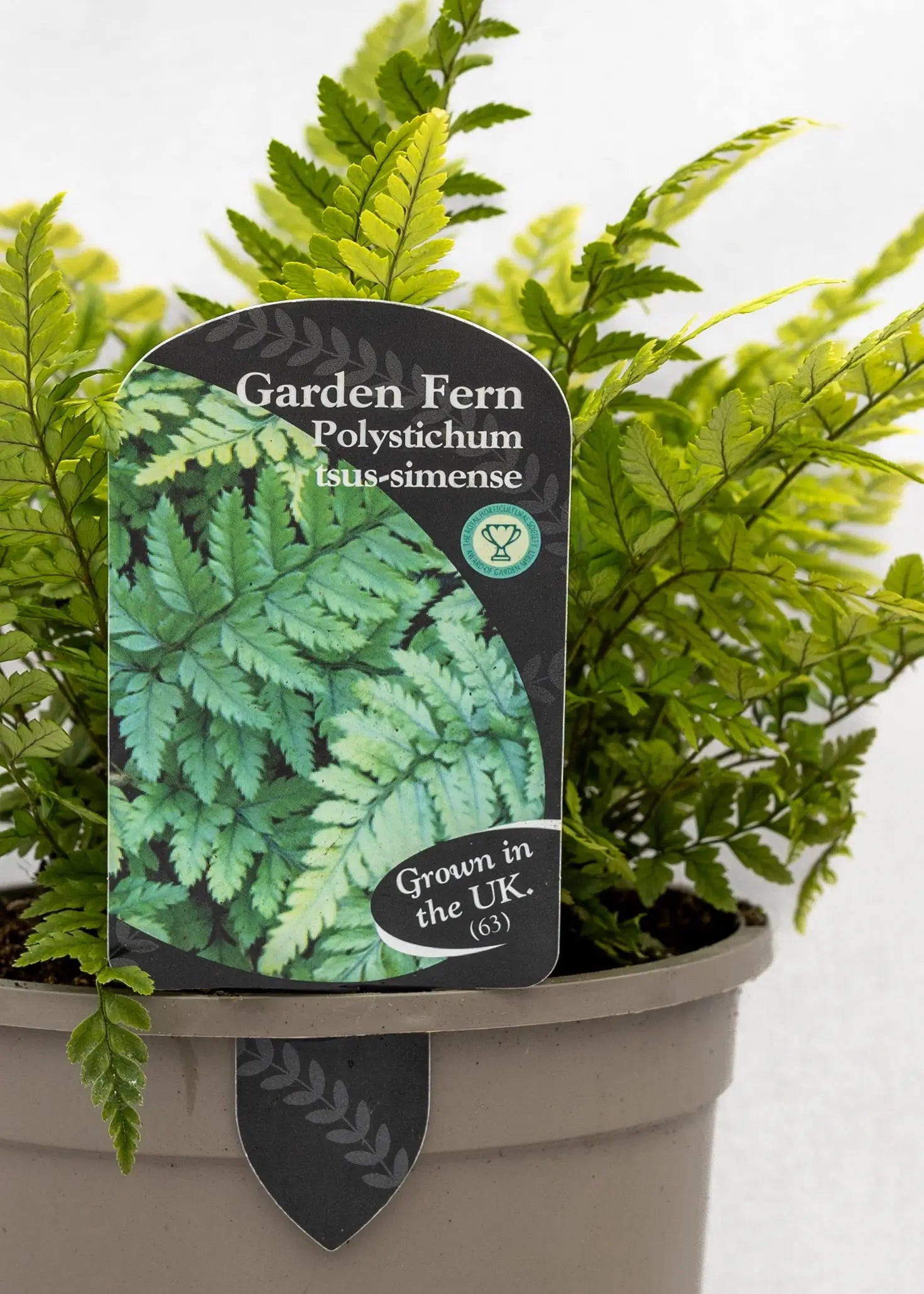 Polystichum tsus-simense