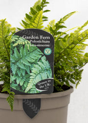 Polystichum tsus-simense