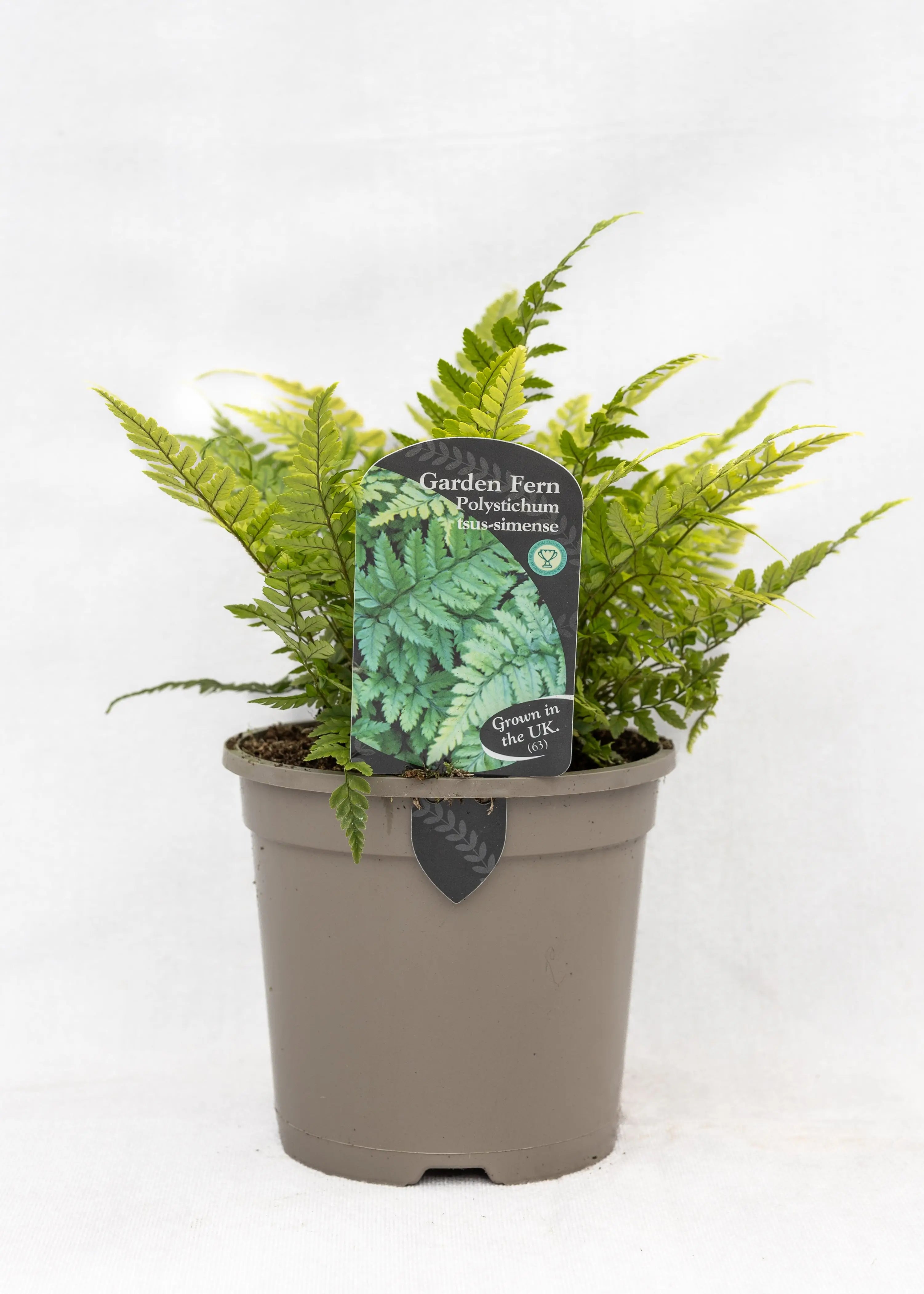 Polystichum tsus-simense