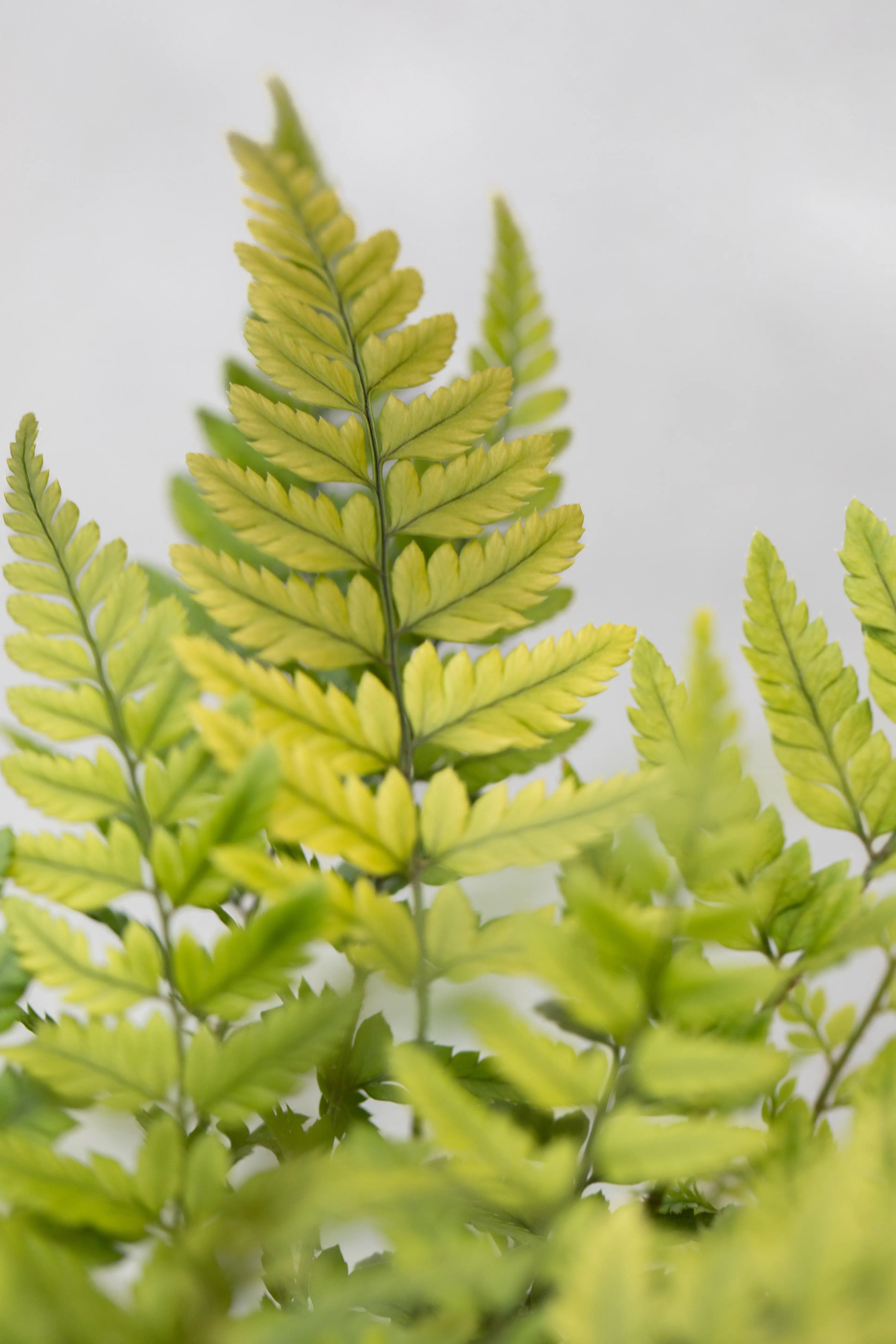 Polystichum tsus-simense