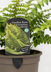 Polystichum setiferum