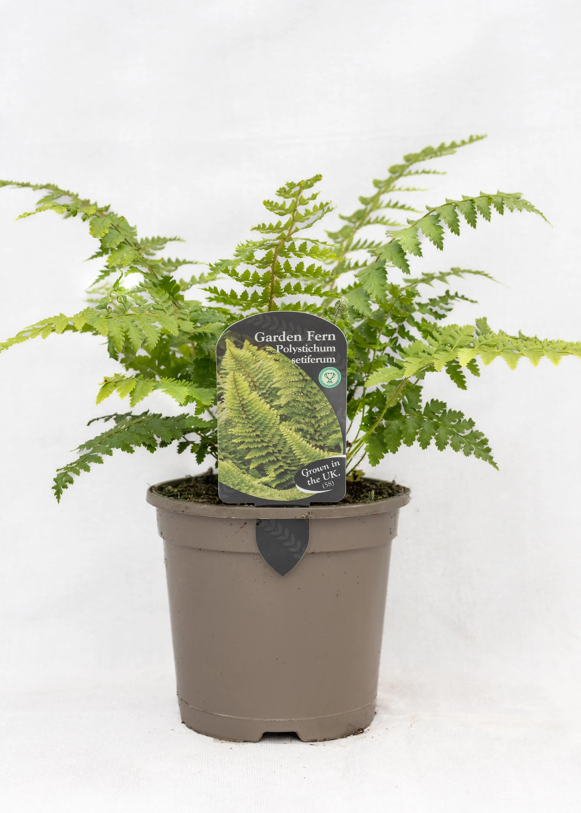 Polystichum setiferum