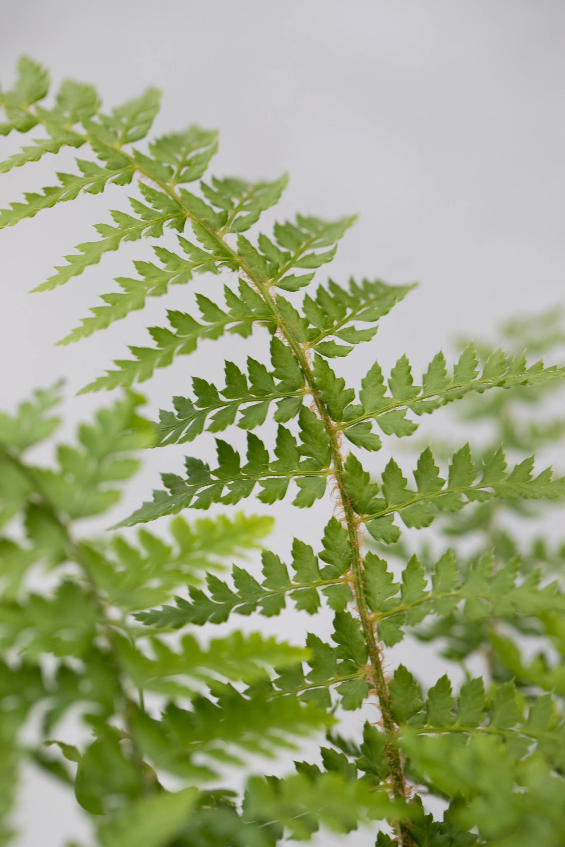 Polystichum setiferum